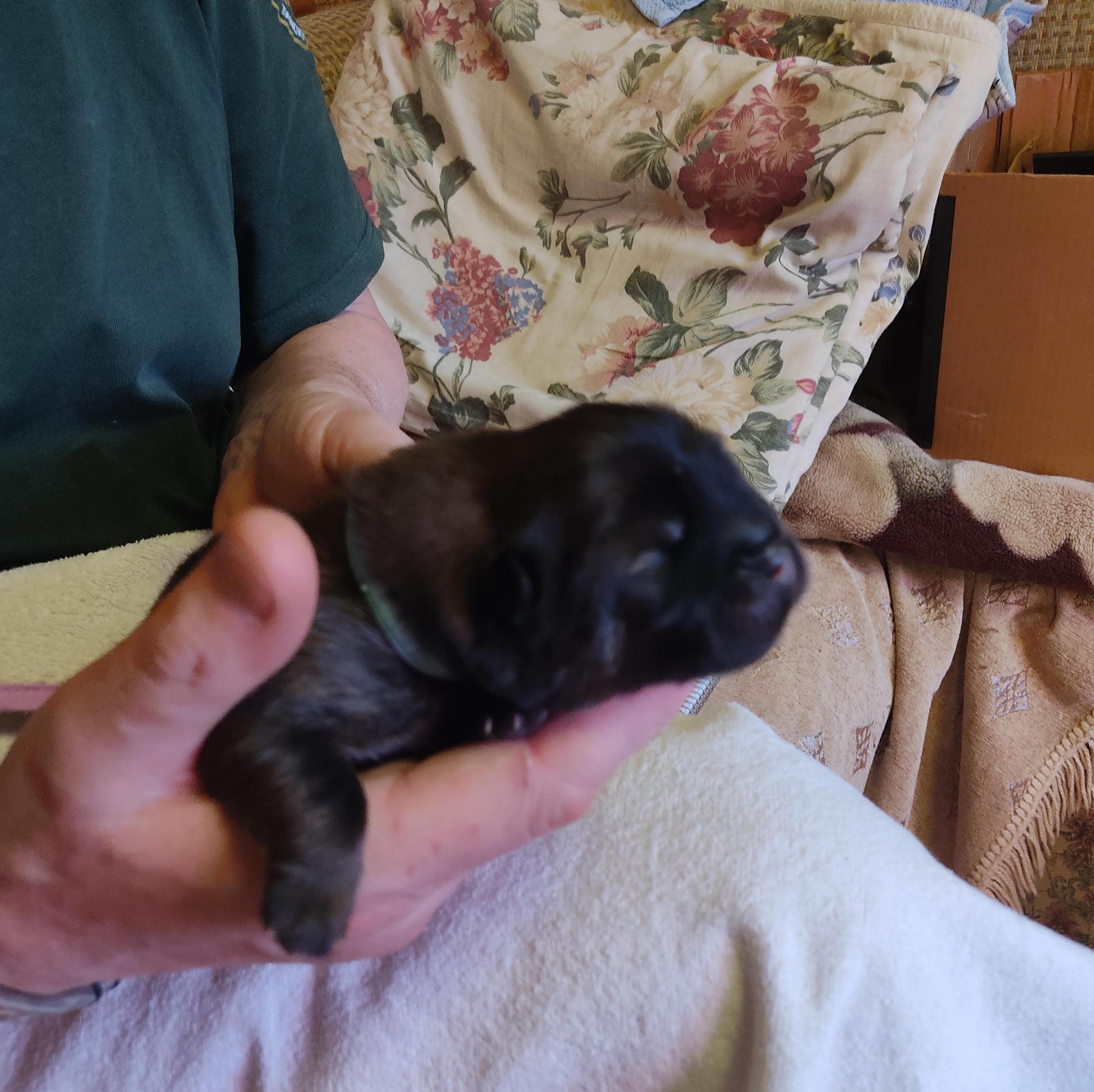 Клото Сани Анджонг