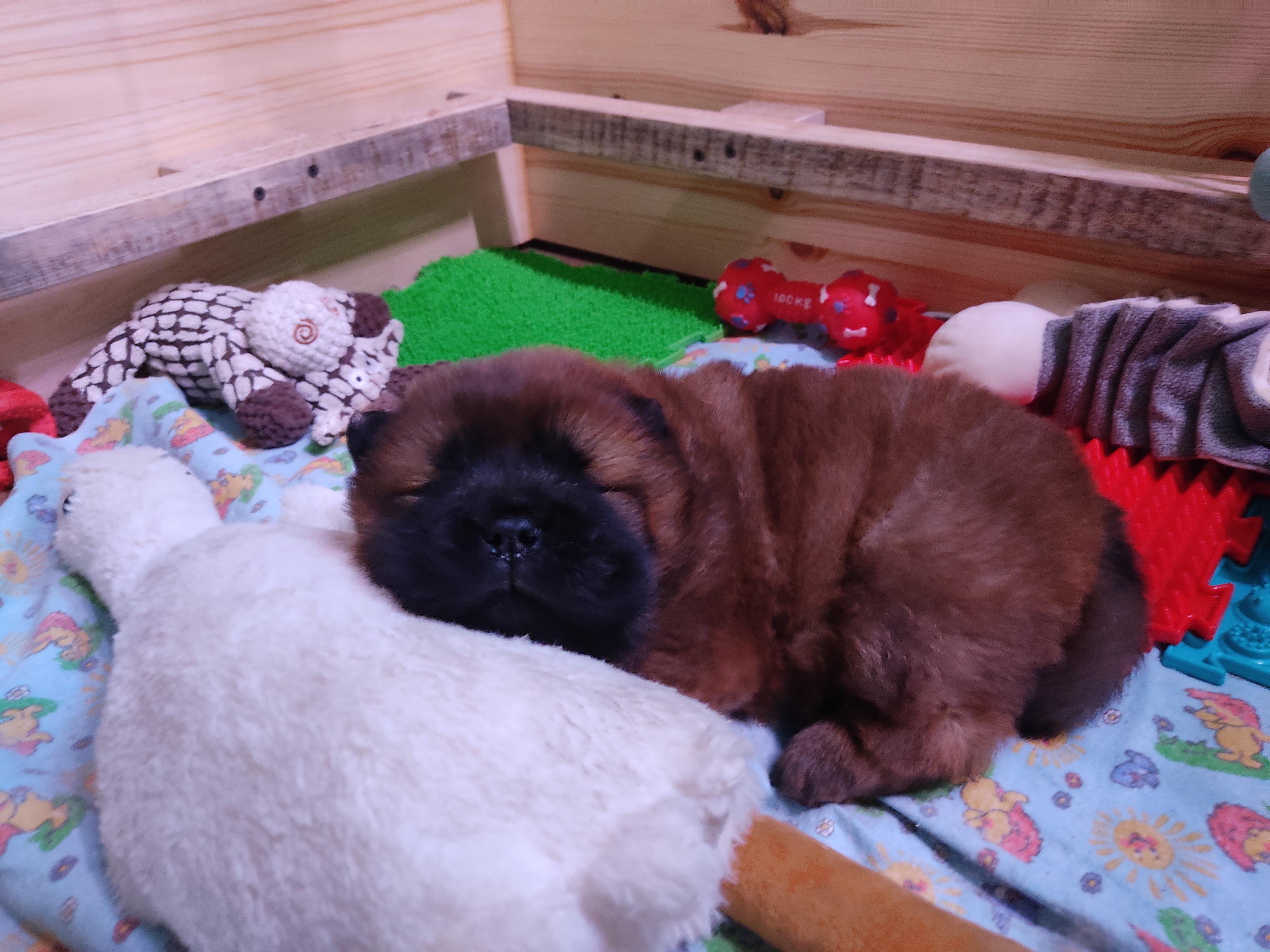 Клото Сани Анджонг