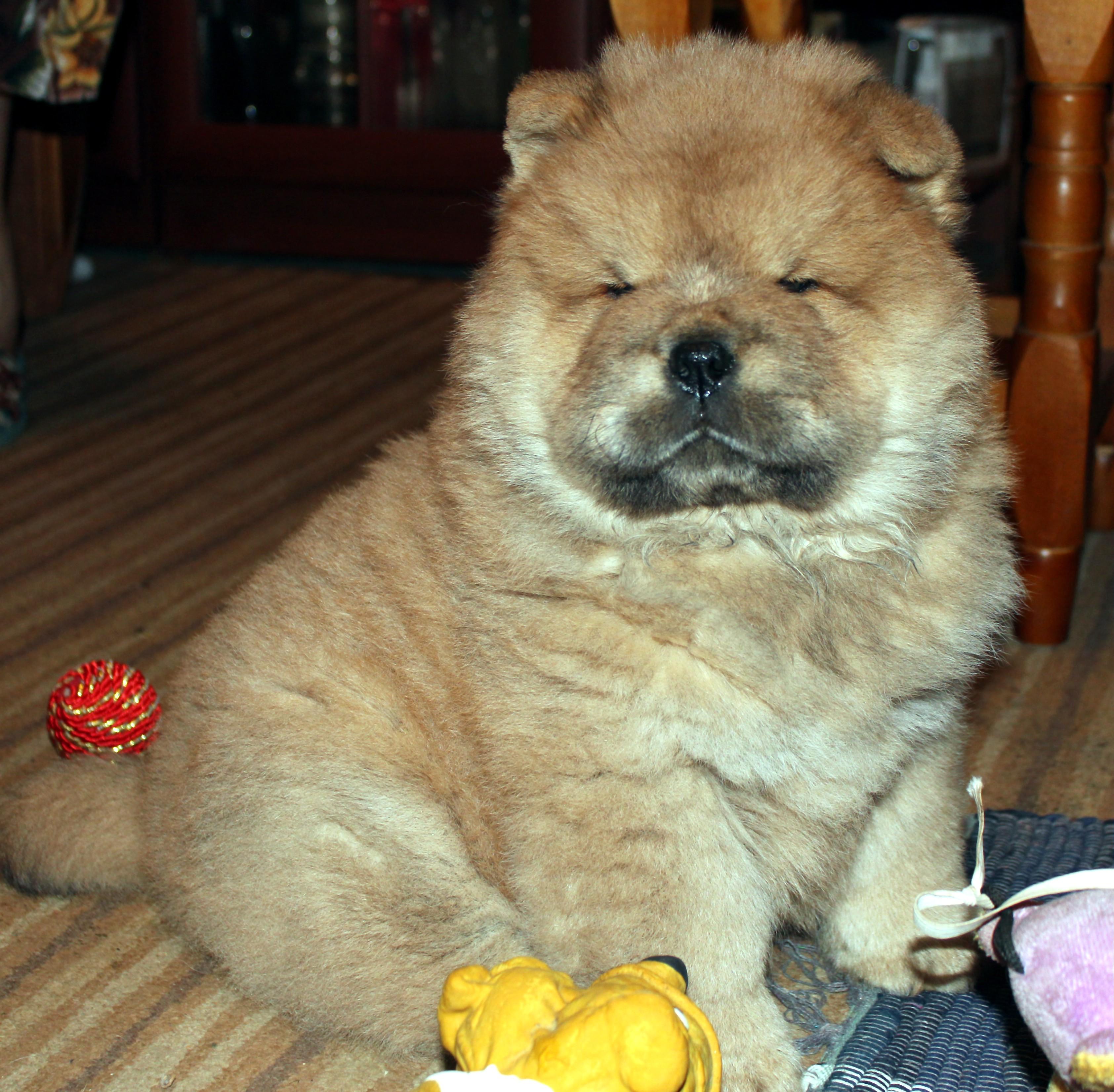 Осенний  Поцелуй Файер Сталкер (Сеня) -  1 месяц и 3 недели