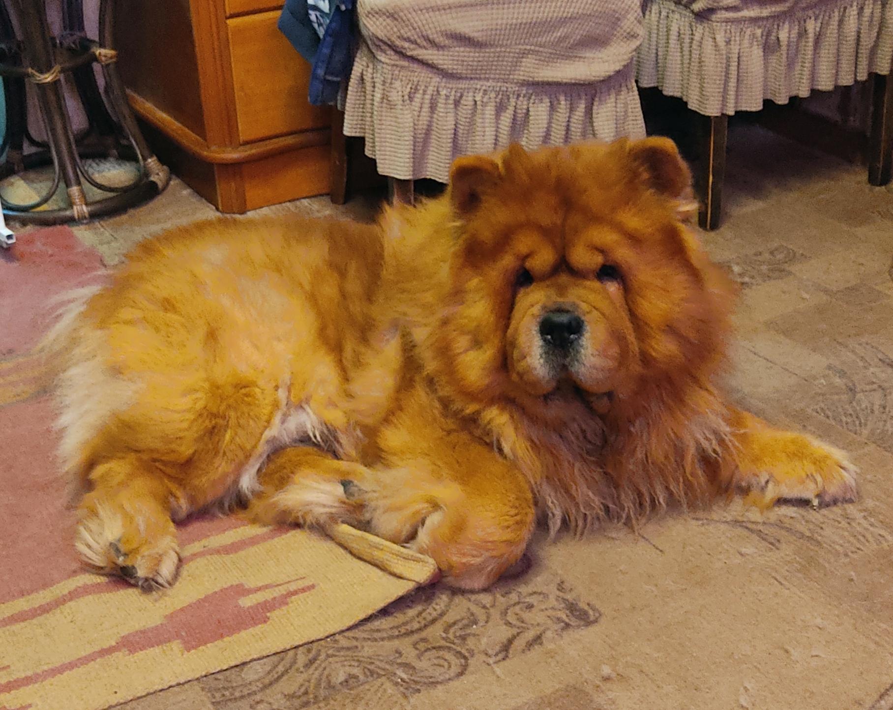 Сеня - 2,5 года - Евразия-2015 - 21.03.2015г. - отл. 3