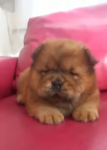 Клото Стефания Гуанчжоу