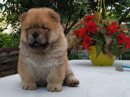 Клото Сантия Ли Мей 