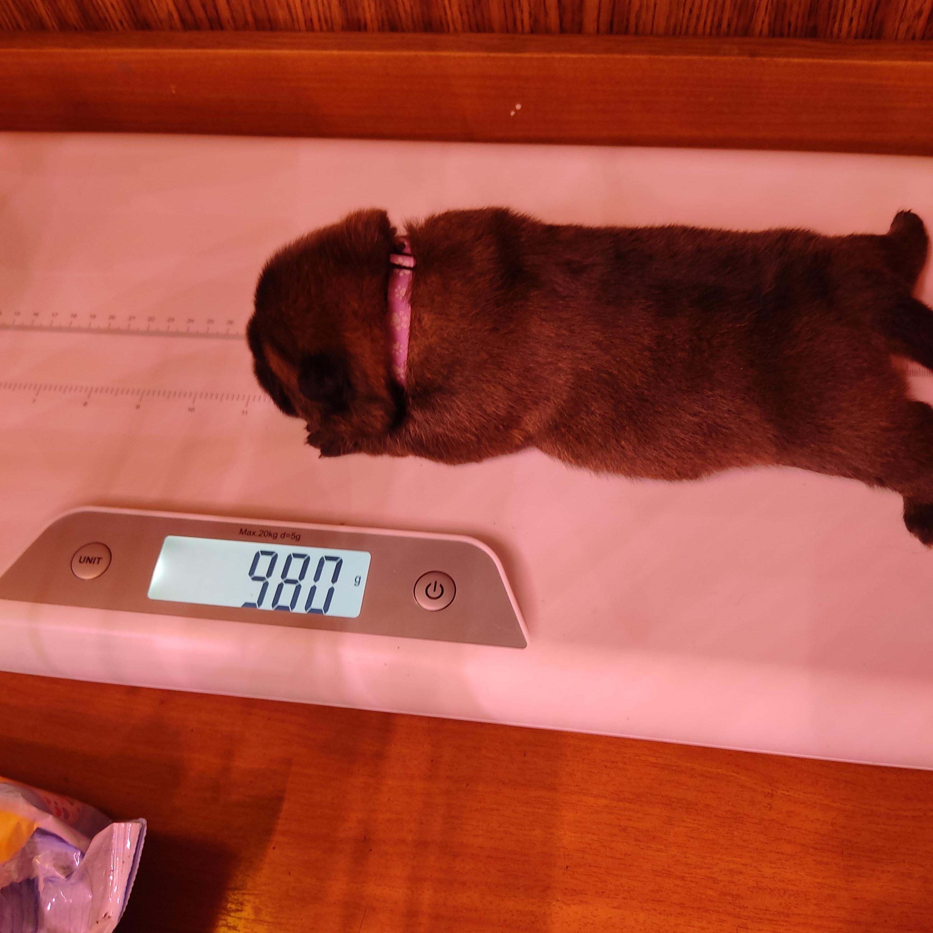 Клото Сани Анджонг