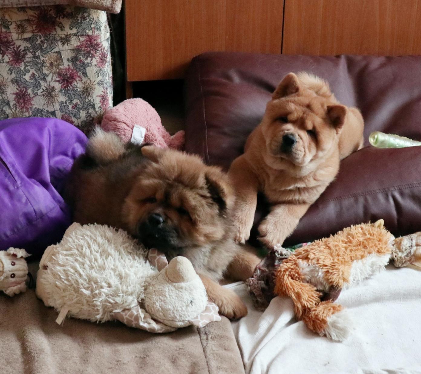 Клото Сантия Ли Мей 