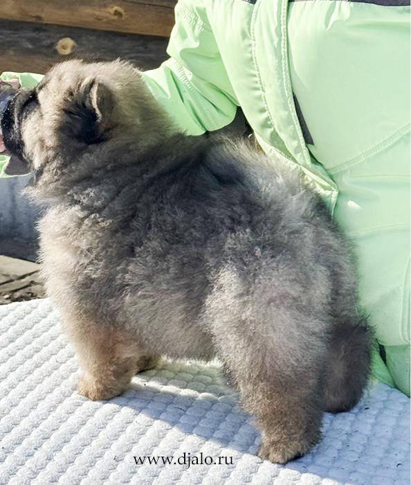 Осенний  Поцелуй Файер Сталкер (Сеня) - 1,5 месяца