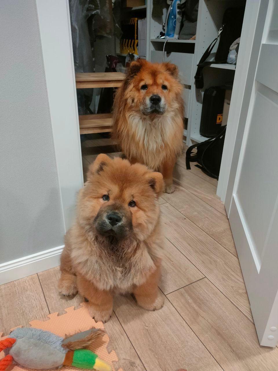 Клото Сантия Ли Мей 