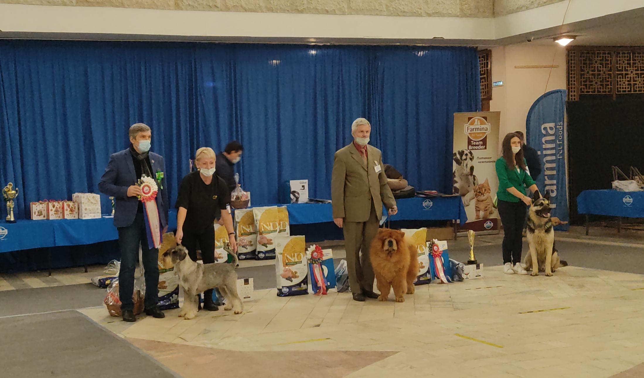 Сеня - 8 лет - г. Владимир - 28.11.2020 - отл.1, ЛВ, VCAC, ЛПП, BIG-3, VBIS-2