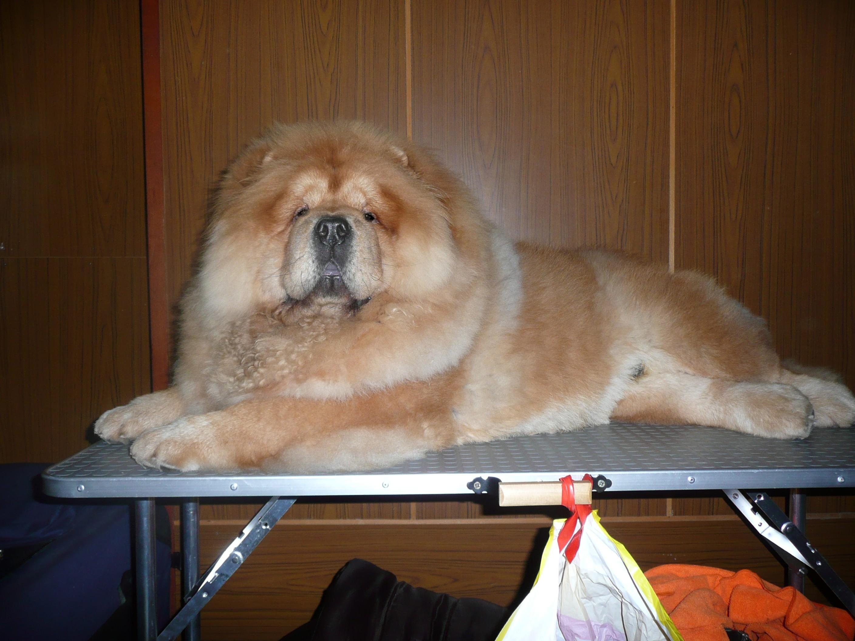 Цезарь 10 месяцев г. Москва