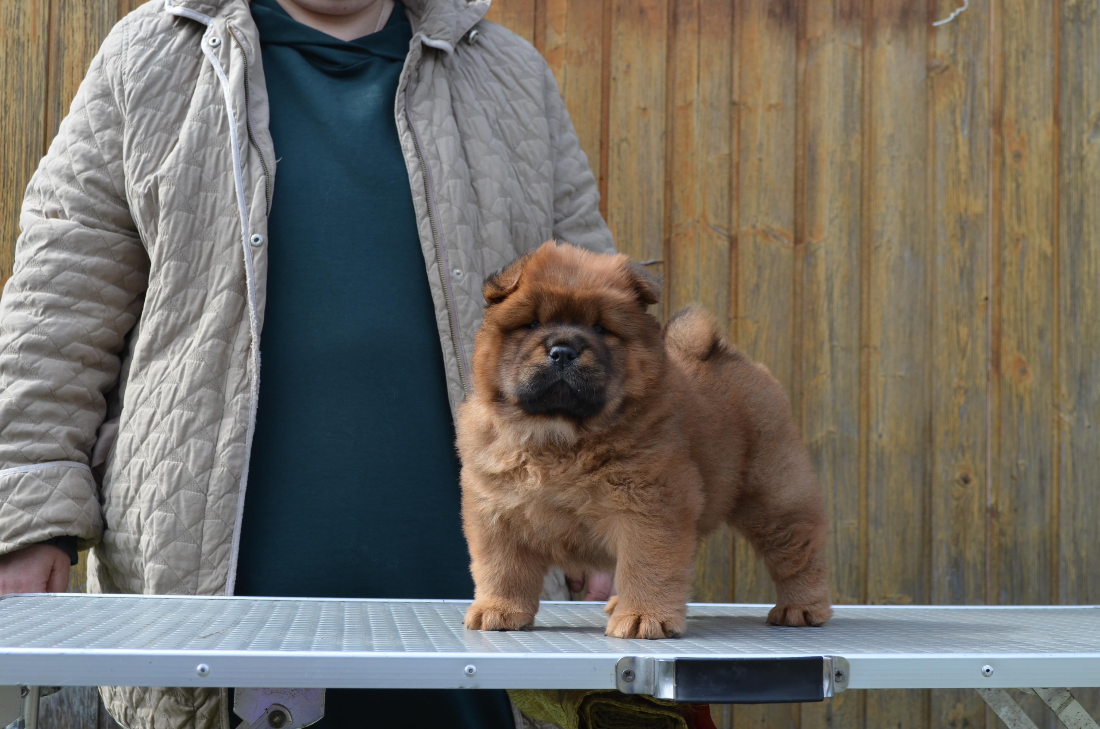 Клото Сани Анджонг