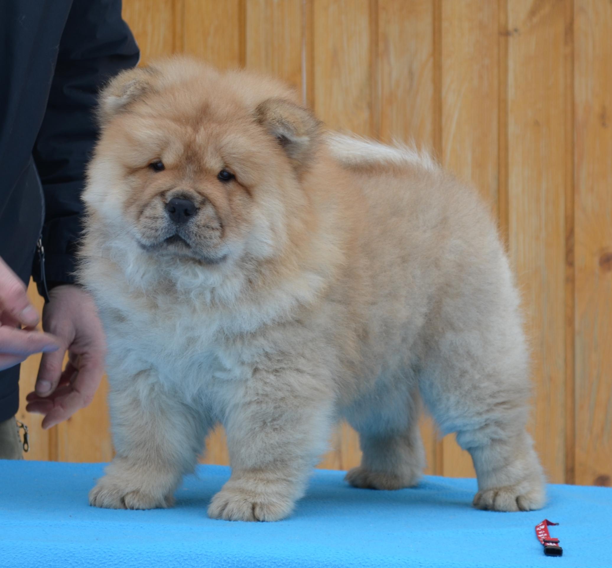 Клото Сильвия Мин Чжу