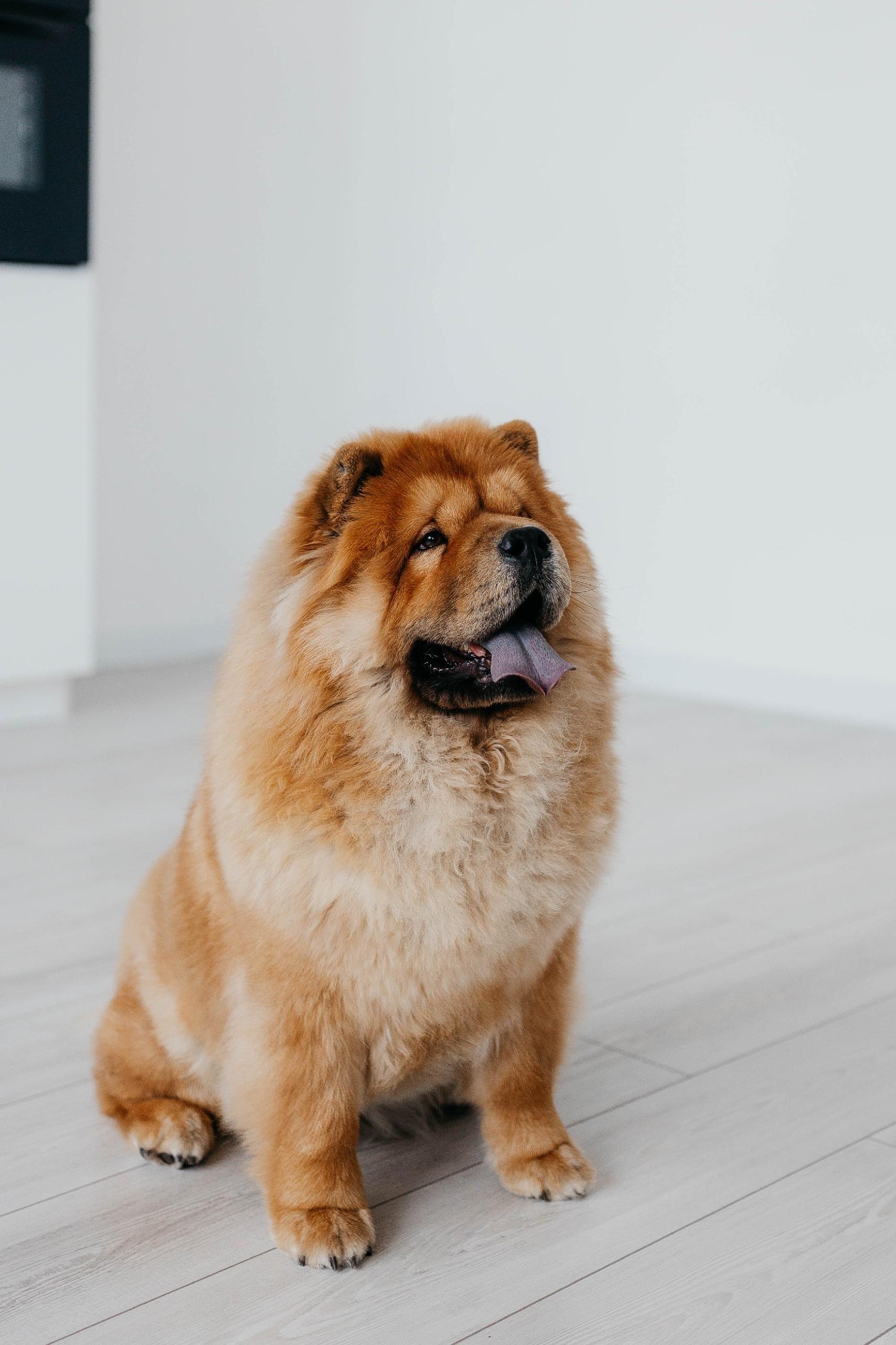 Клото Сантия Ли Мей 