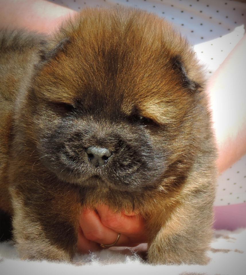 Осенний  Поцелуй Файер Сталкер (Сеня) - 1,5 месяца