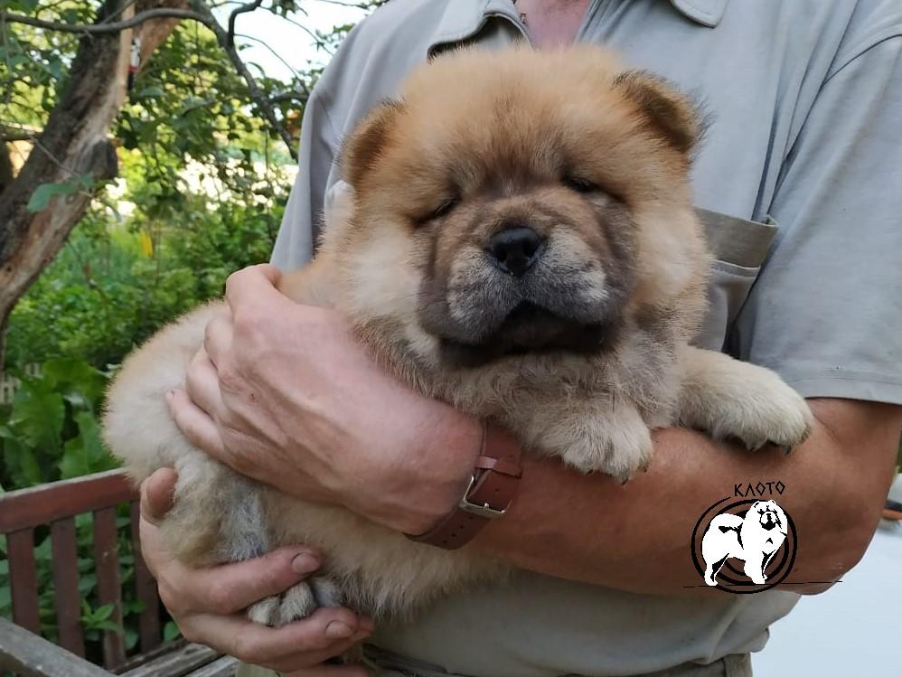 Клото Сантия Ли Мей 