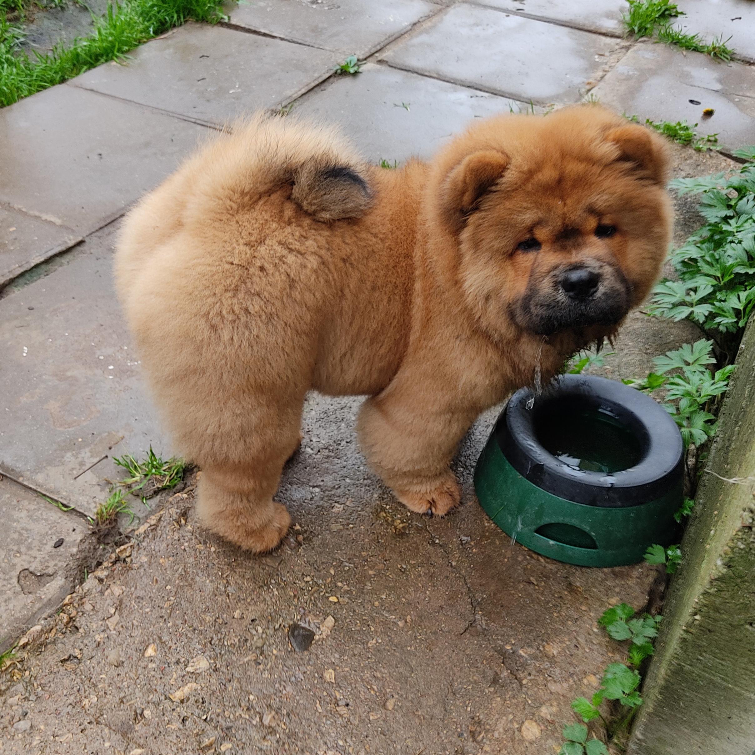 Клото Сани Анджонг