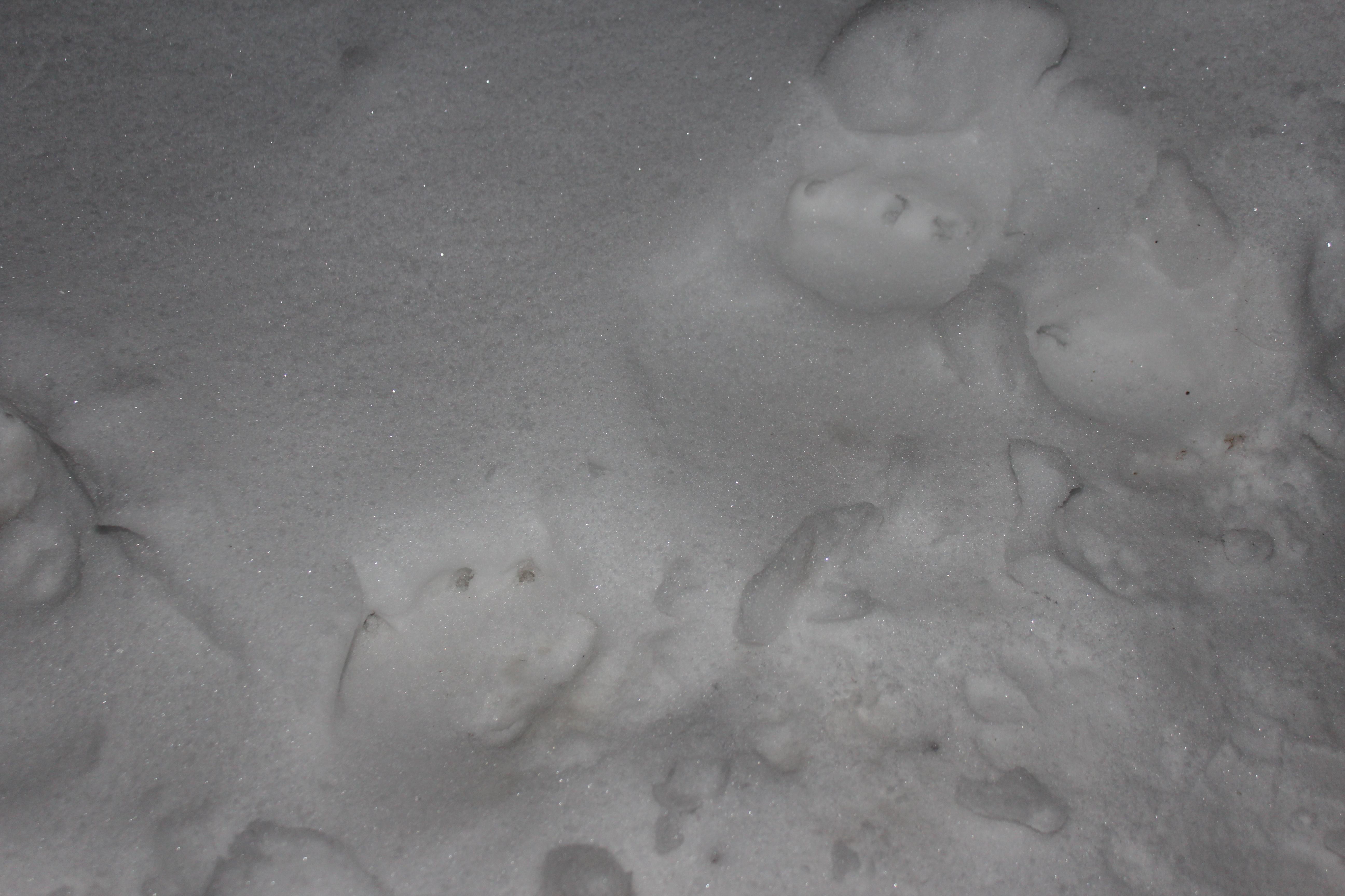 Цезарь умер 5.12.2012 