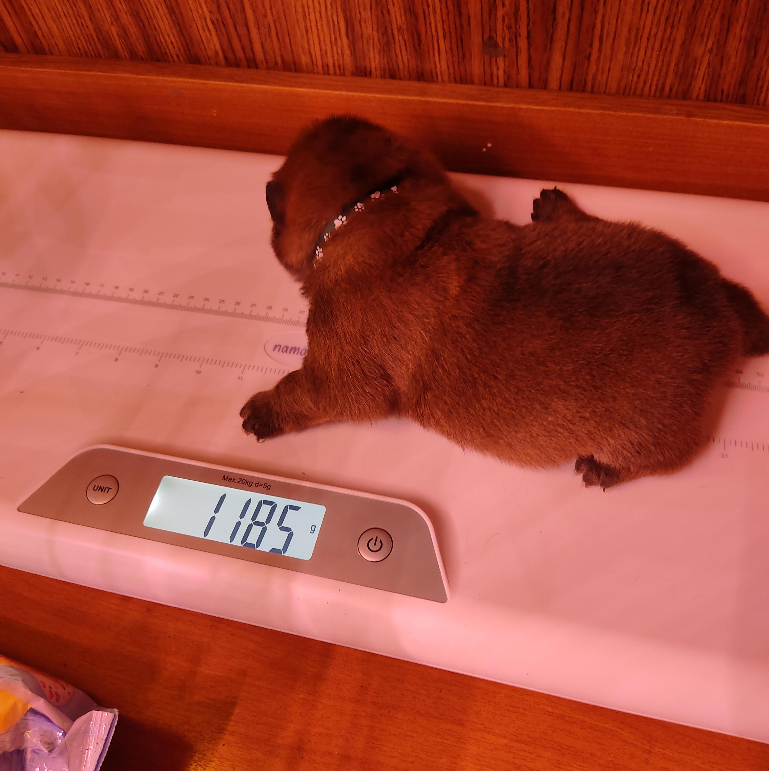 Клото Сани Анджонг