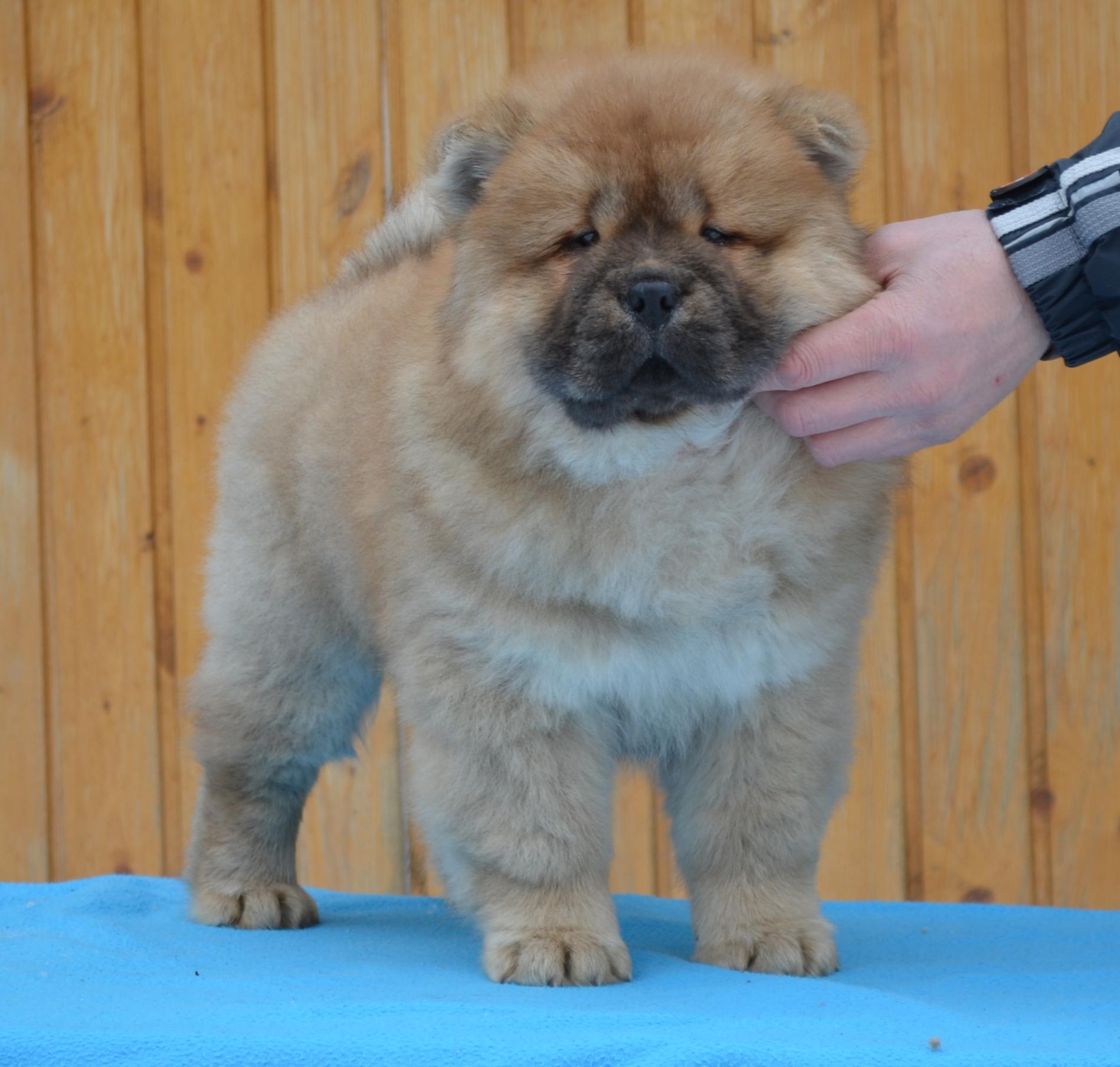 Клото Стефания Гуанчжоу