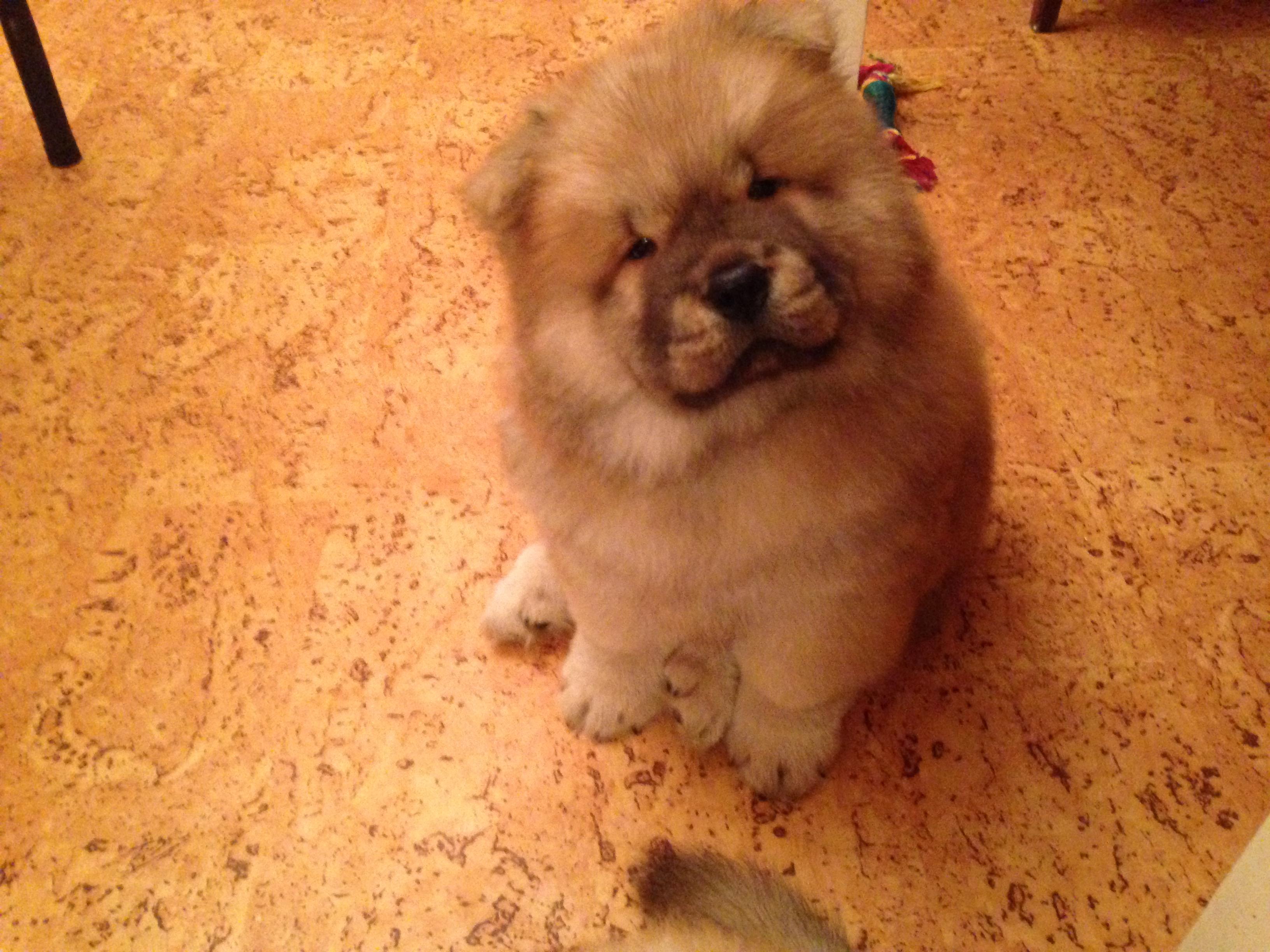 Клото Саманта Кобаджио