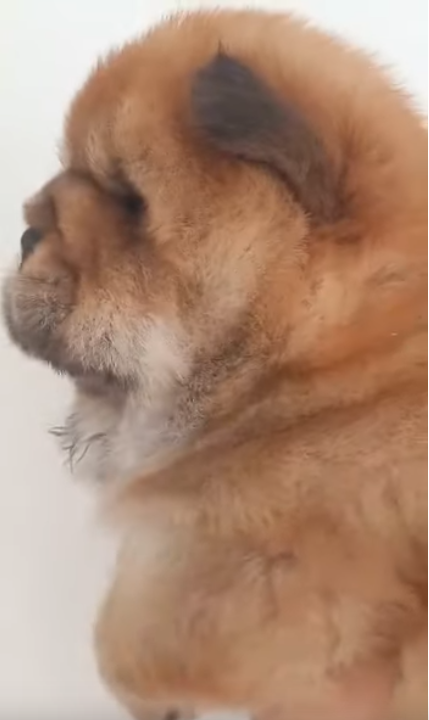 Клото Стефания Гуанчжоу