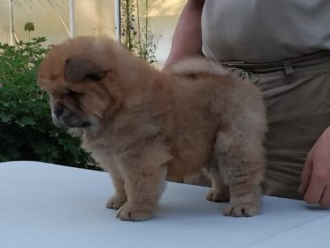 Клото Сани Анджонг