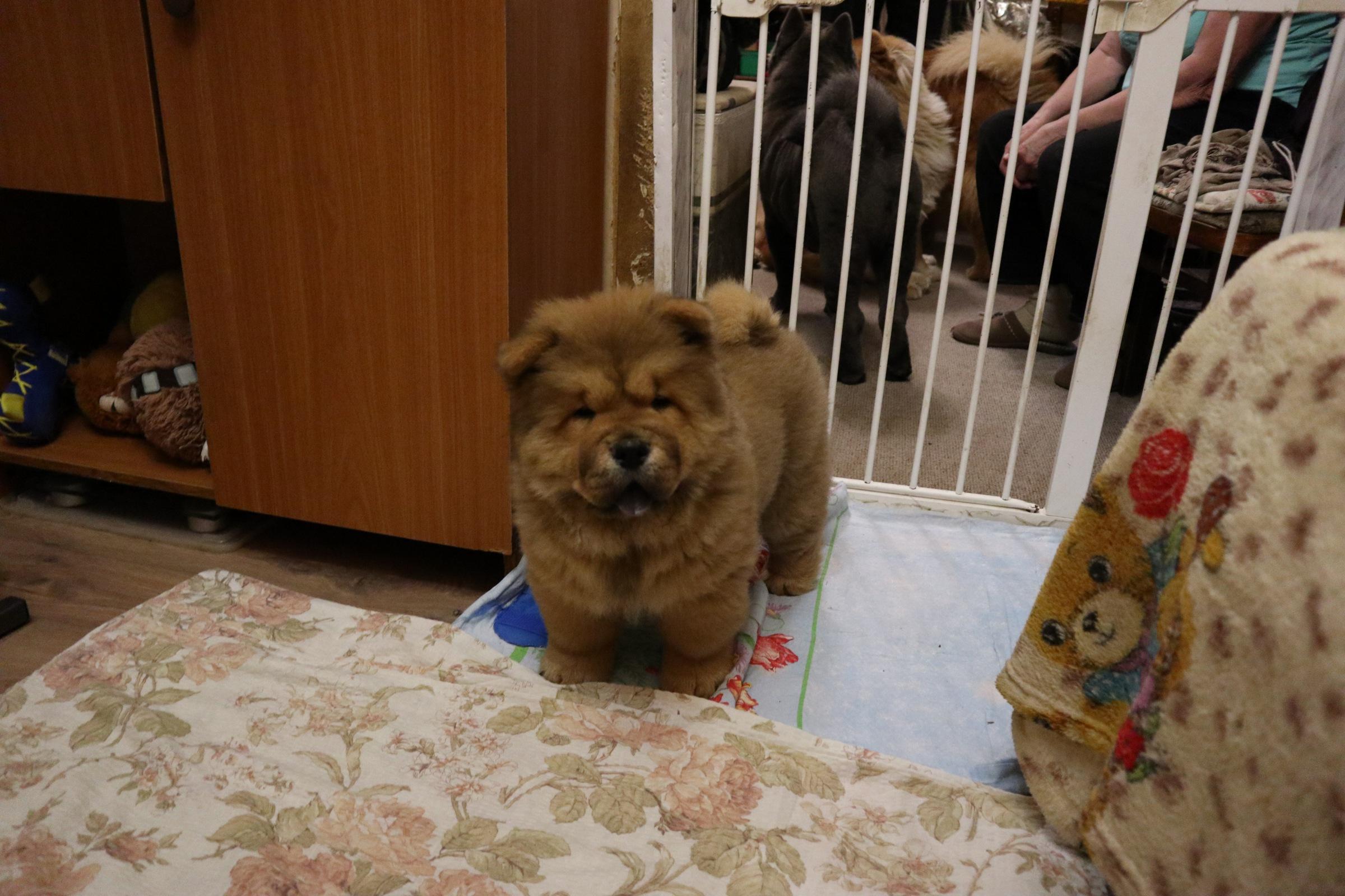 Осенний  Поцелуй Файер Сталкер (Сеня) - 1,5 месяца