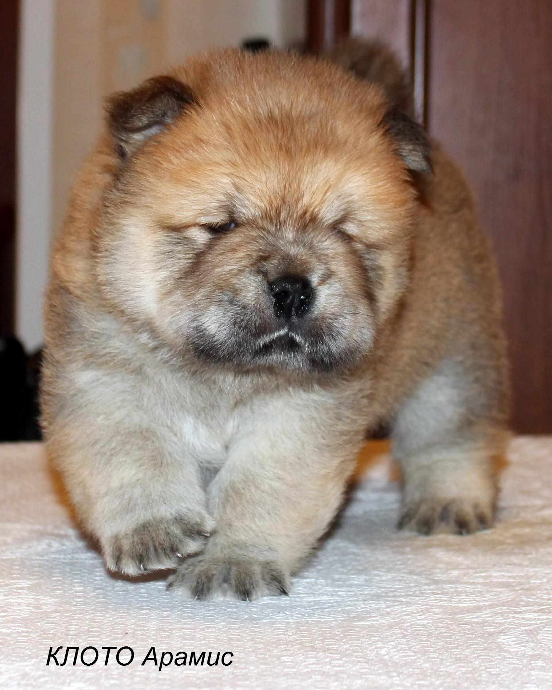 Клото Синтия Лонг Вэй 