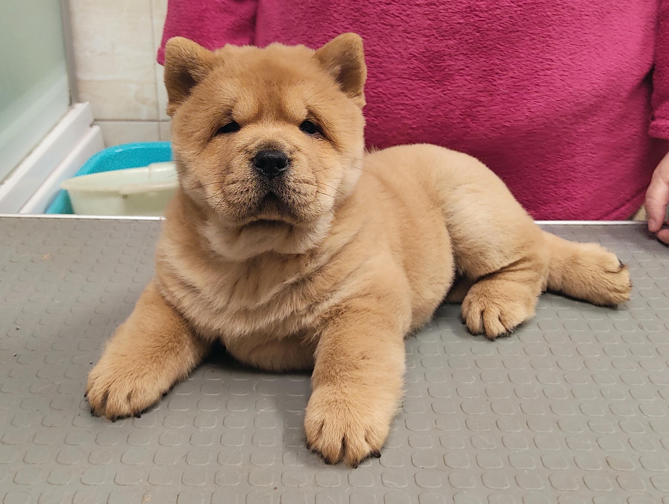 Клото Сантия Ли Мей 