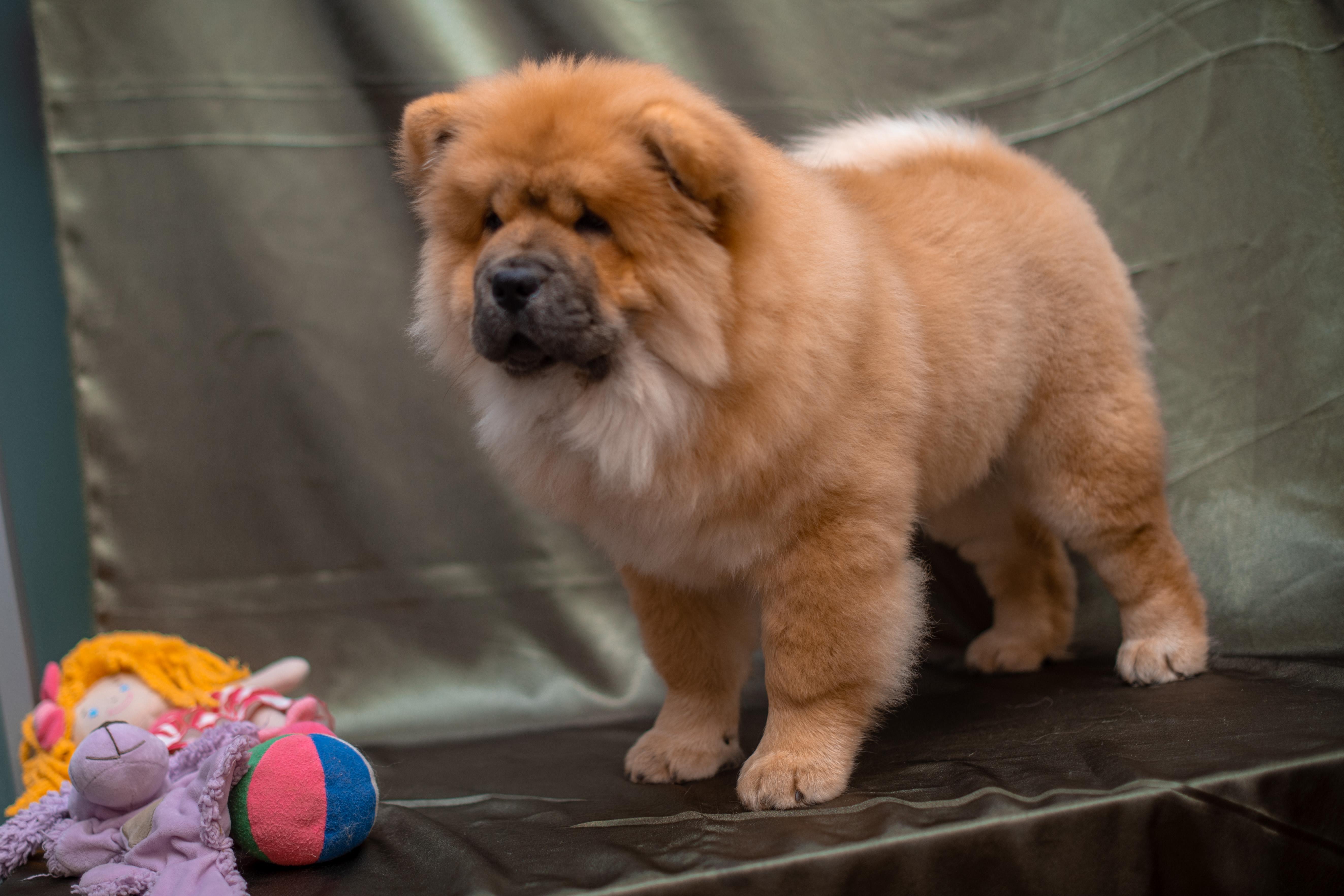 Клото Стефания Гуанчжоу