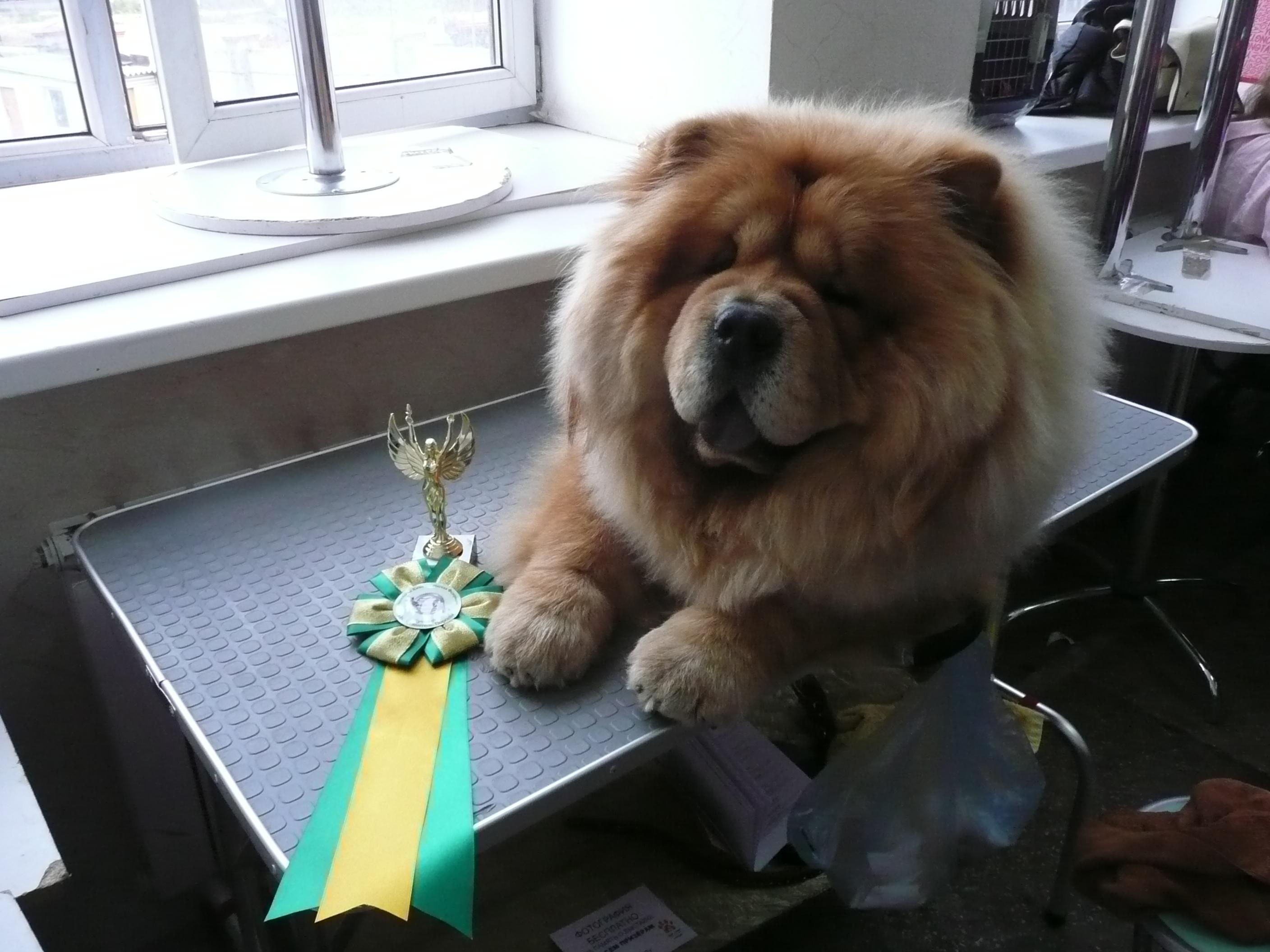 Цезарь 17 месяцев г. Москва