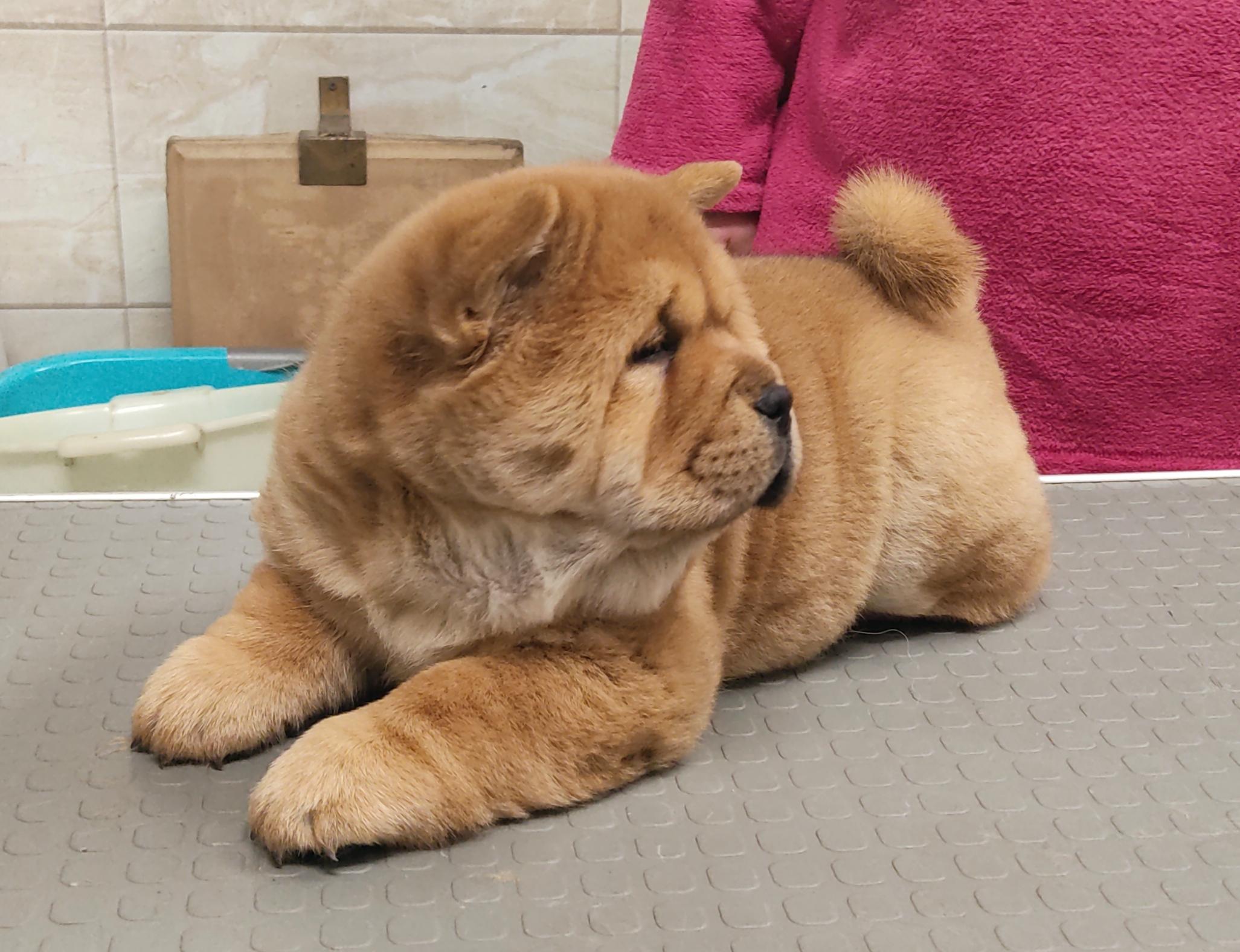 Клото Сани Анджонг