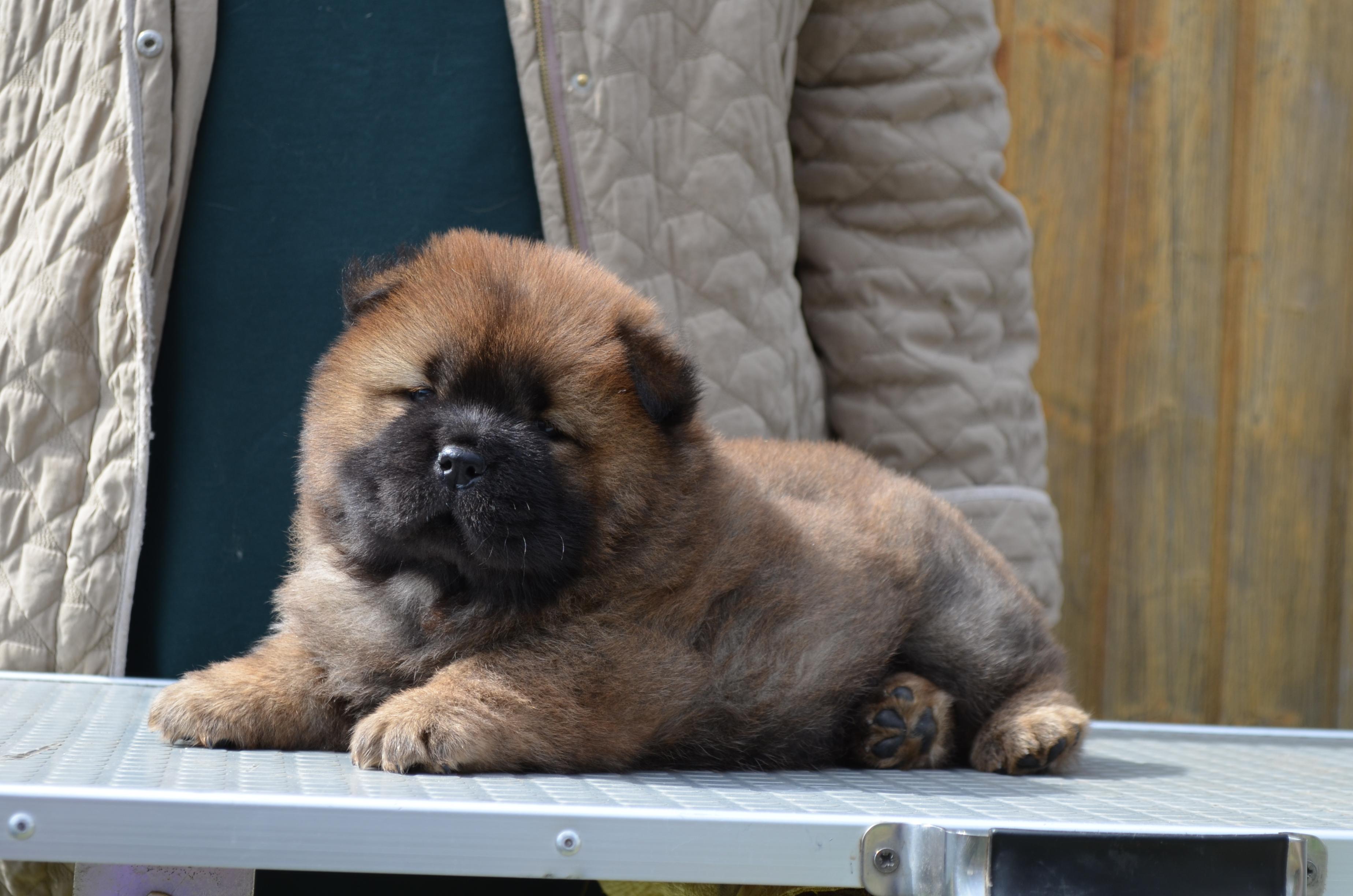 Клото Сани Анджонг