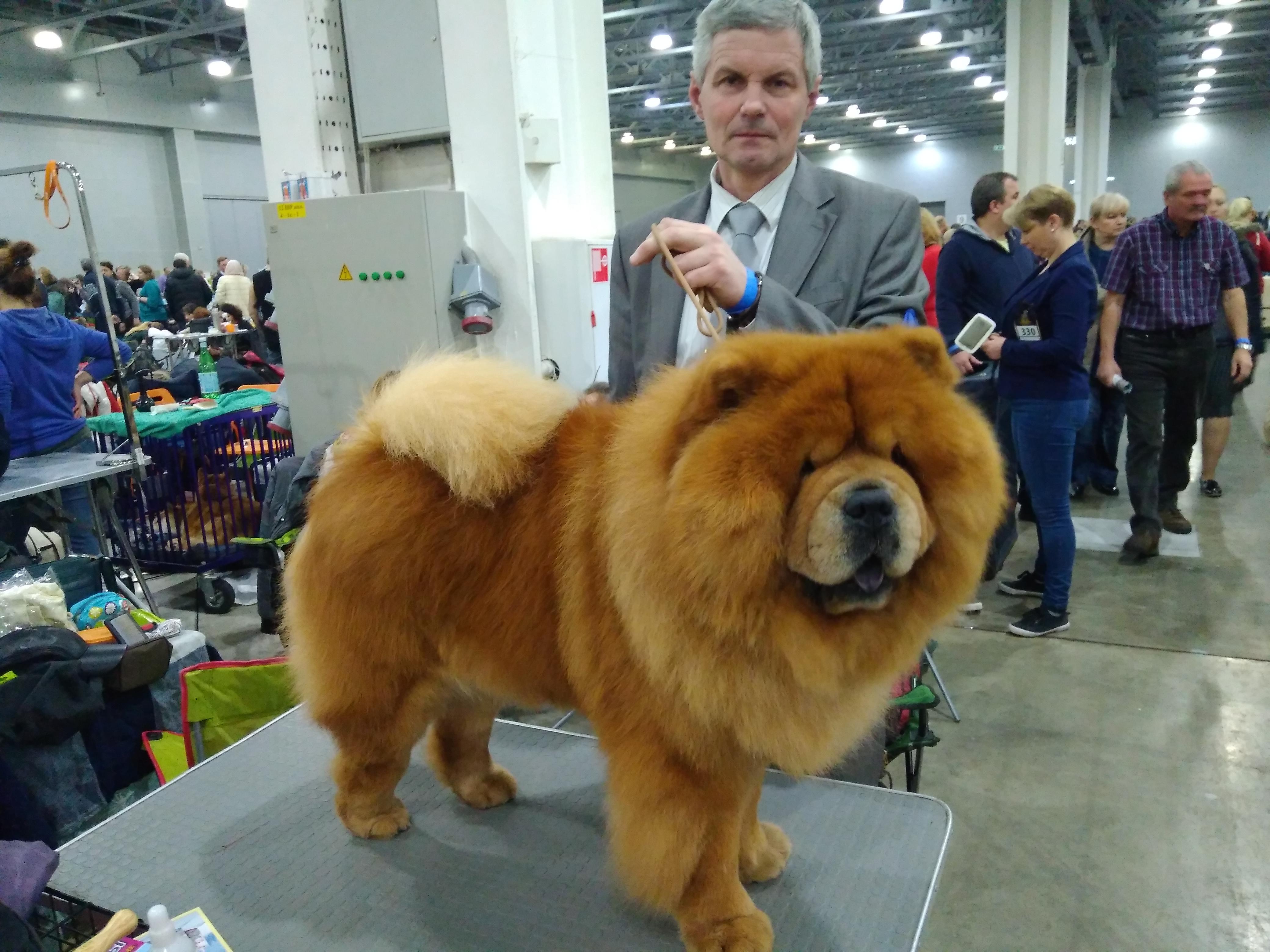 Сеня - 5 лет -  Золотой Ошейник -2017 - 23.12.2017г.- отл. 2