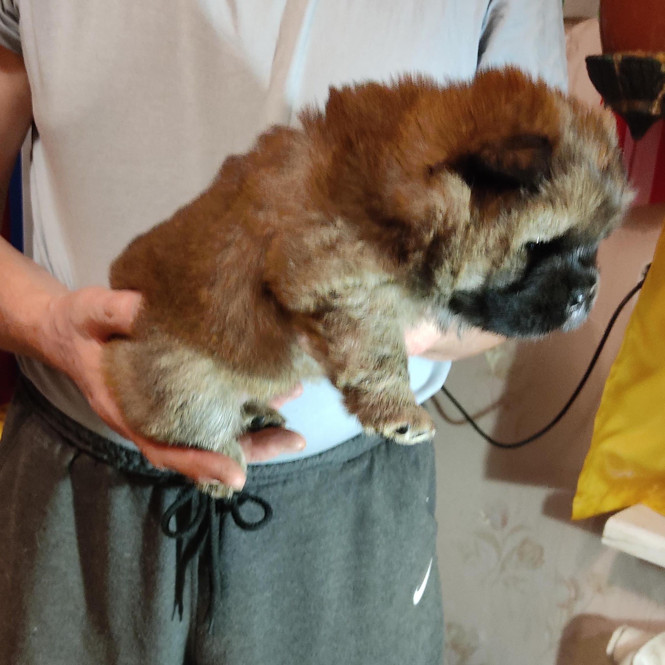 Клото Сантия Ли Мей 
