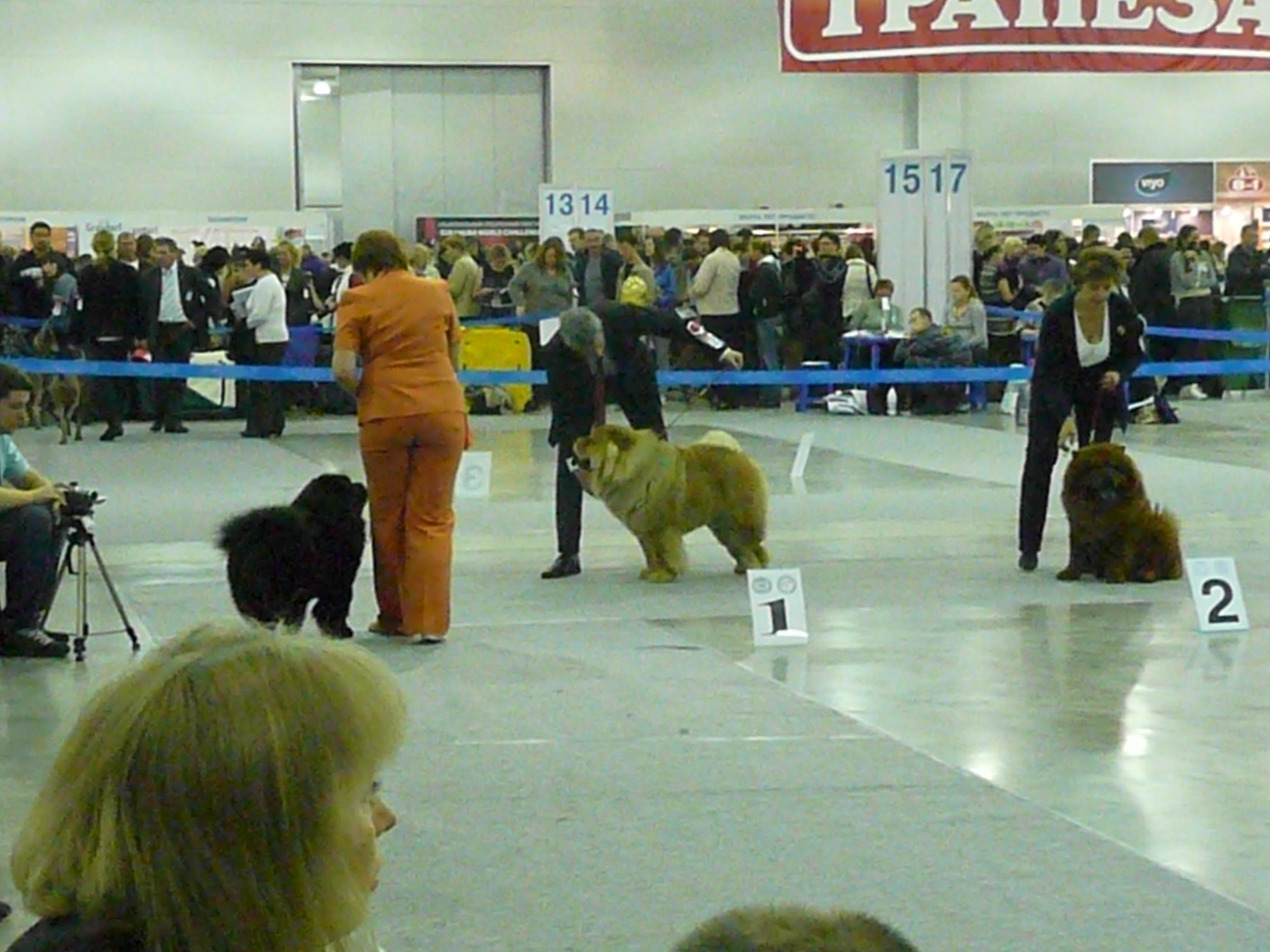 Цезарь 18 месяцев Россия - 2011