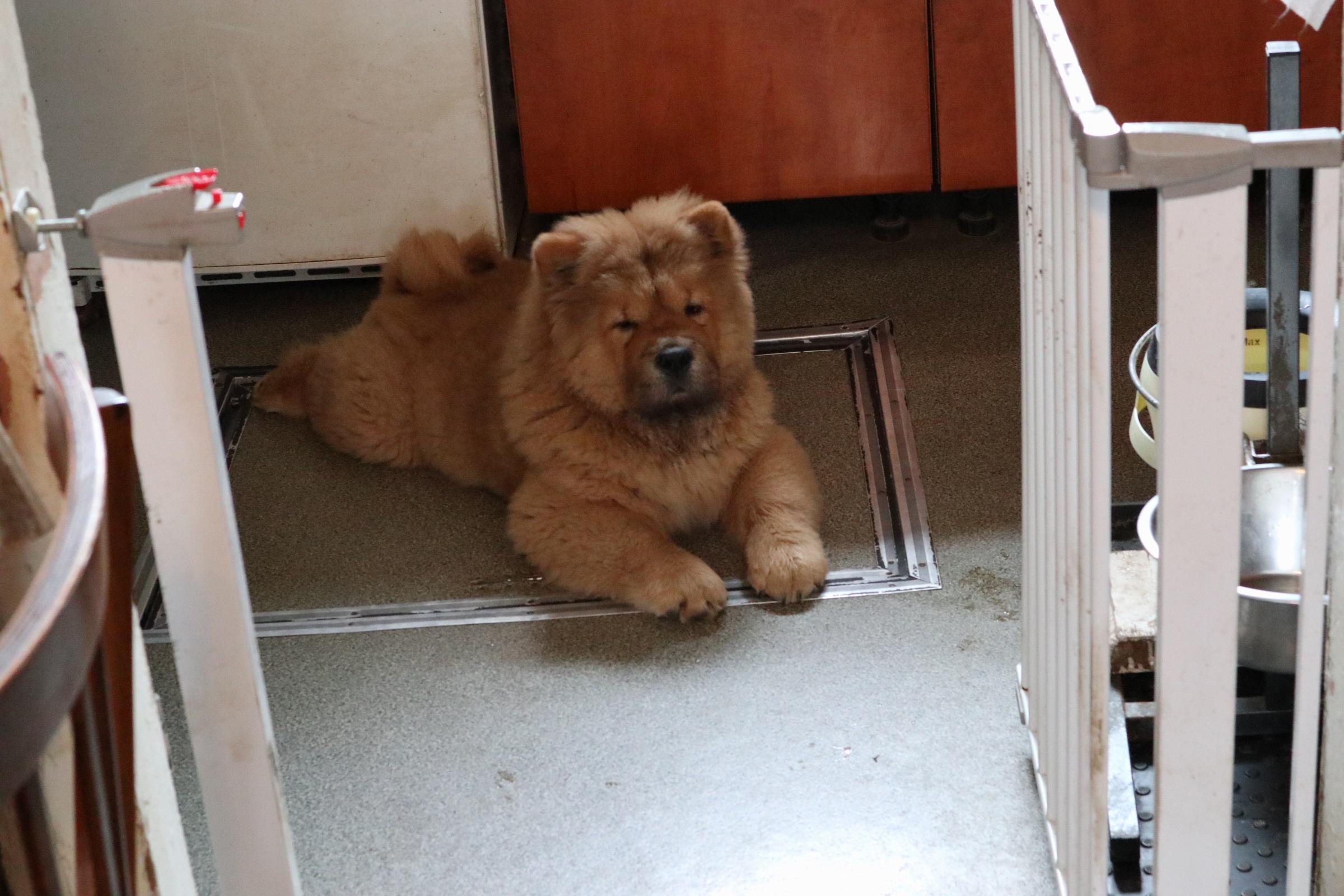 Осенний  Поцелуй Файер Сталкер (Сеня) - 1,5 месяца