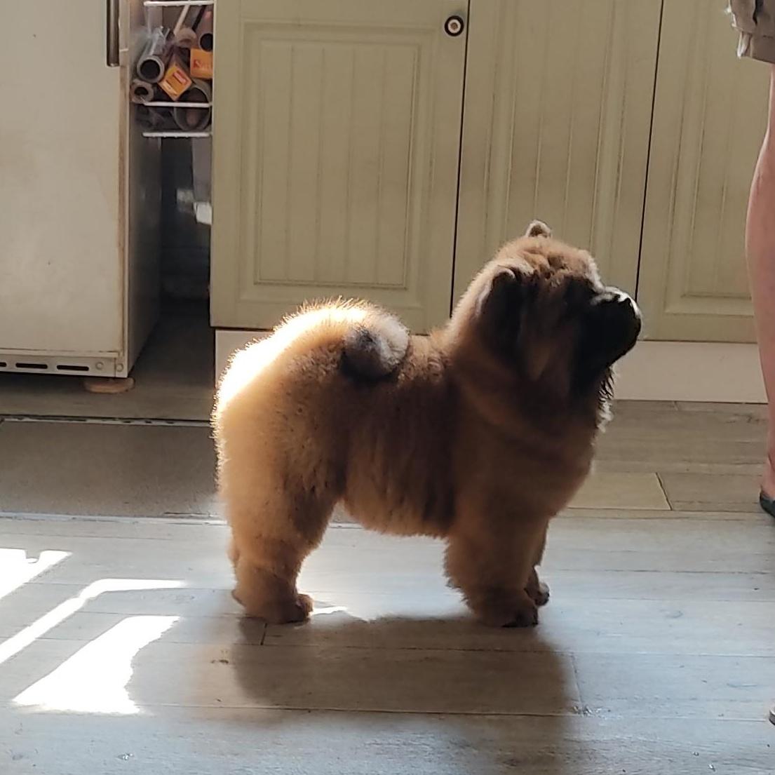 Клото Сани Анджонг