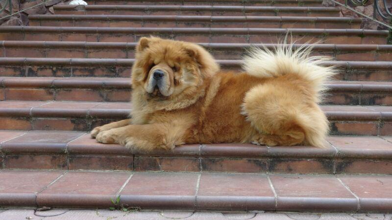 Клото Сани Анджонг