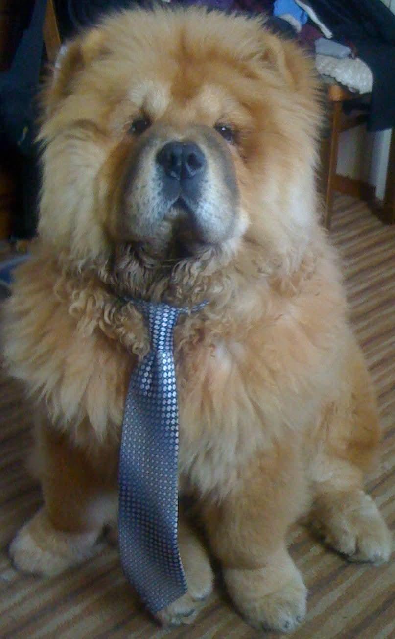 Цезарь, 6 месяцев, уже не бэбик, а щенок