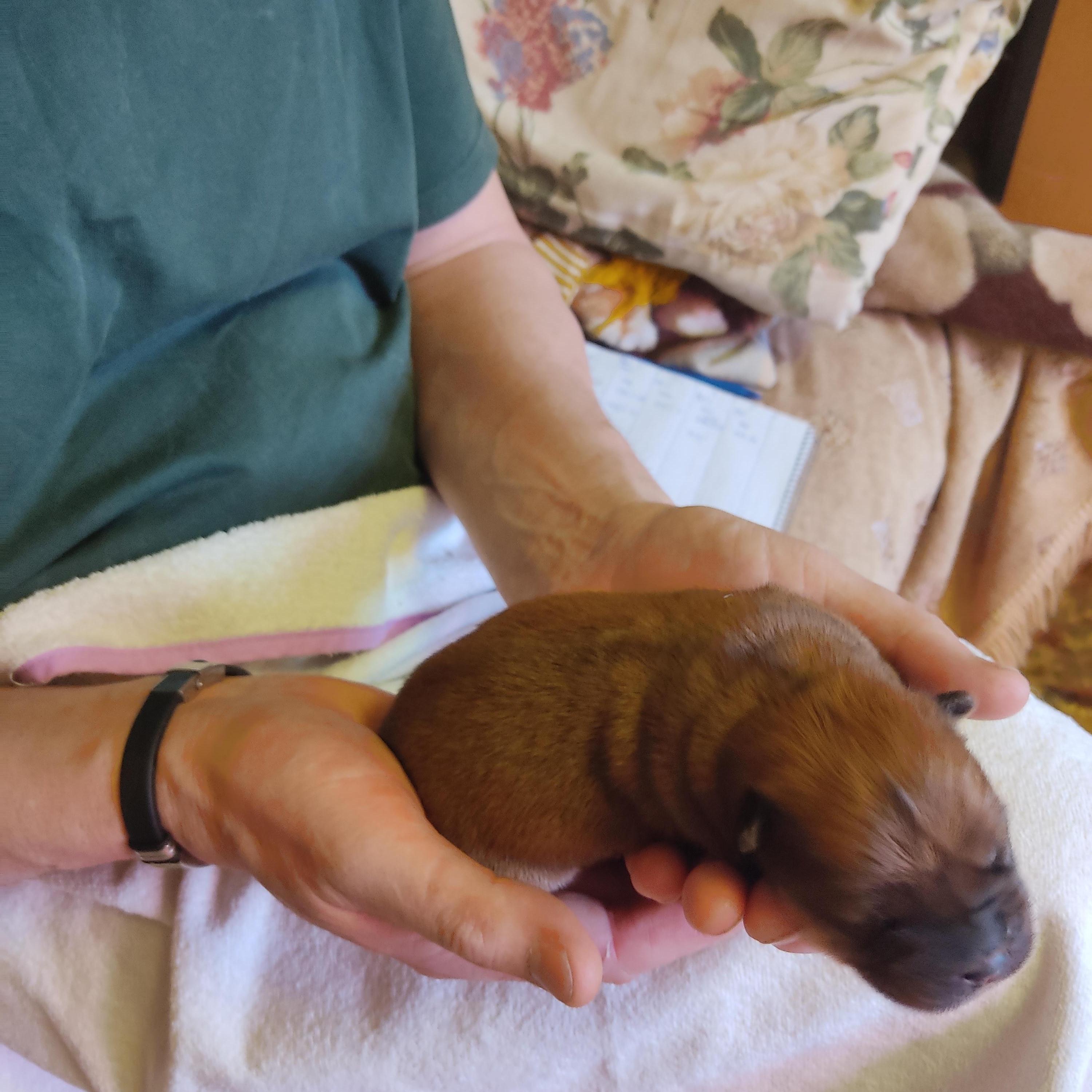 Клото Сани Анджонг