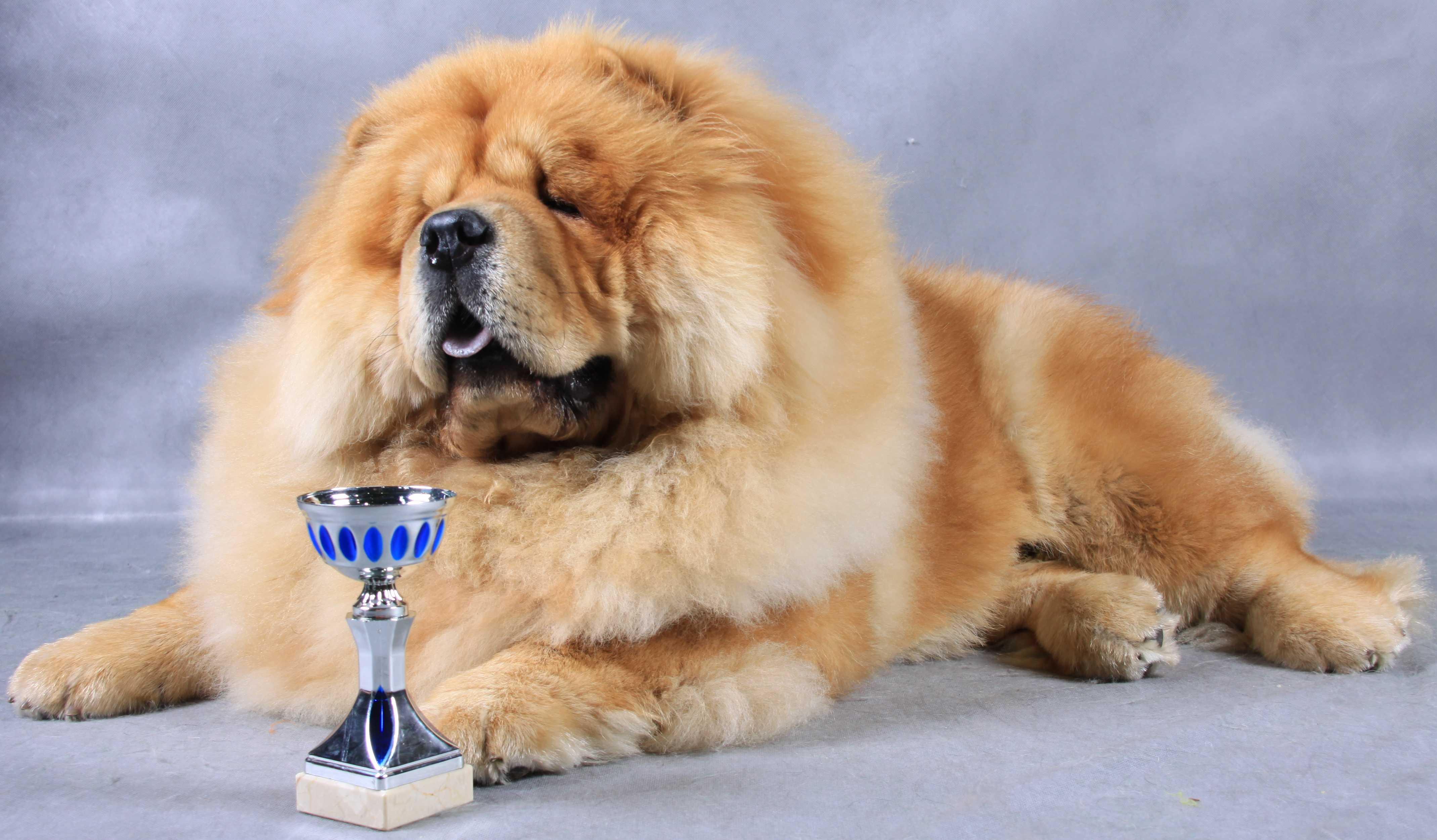 Цезарь 11 месяцев г. Москва