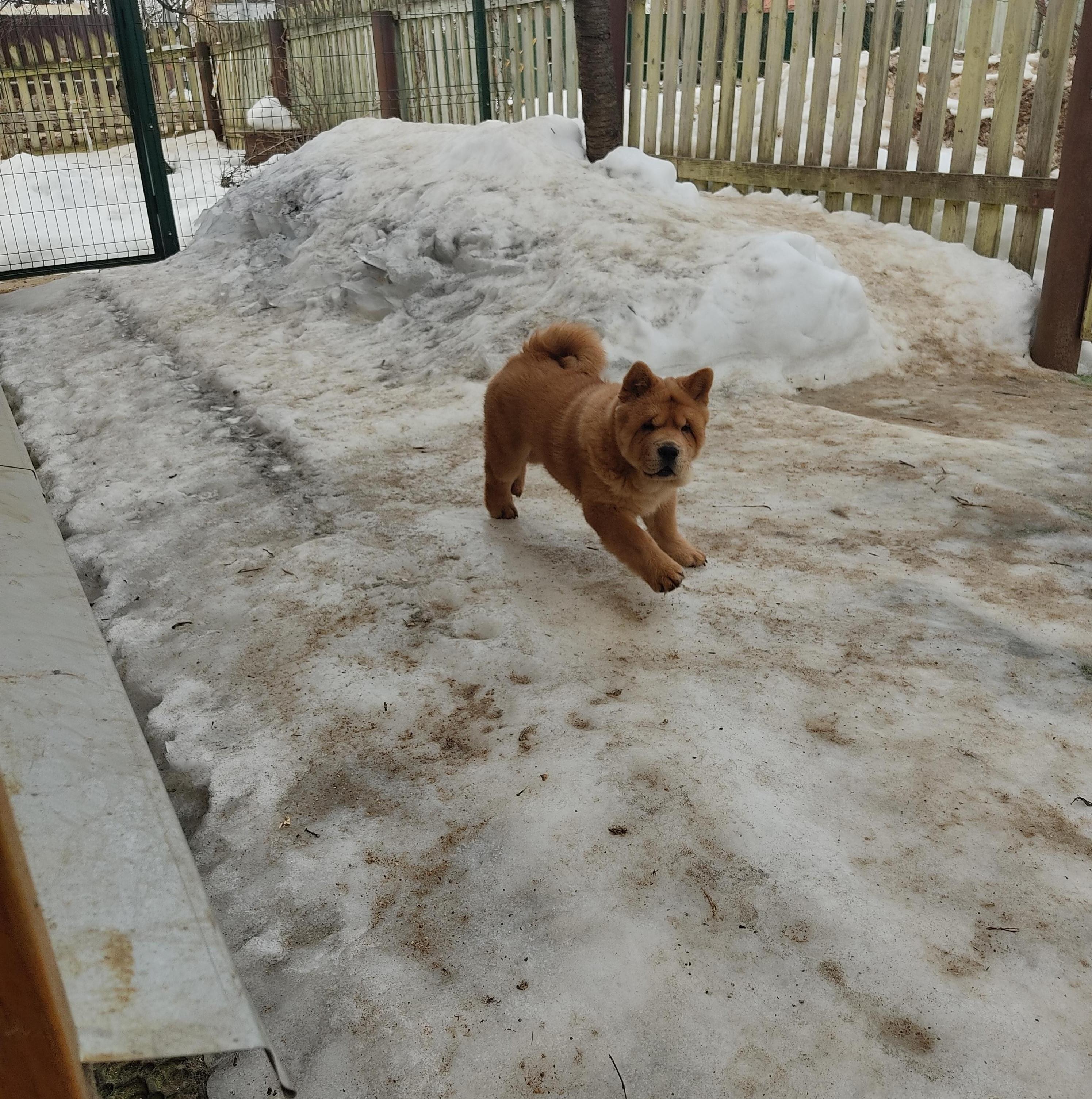 Клото Сантия Ли Мей 