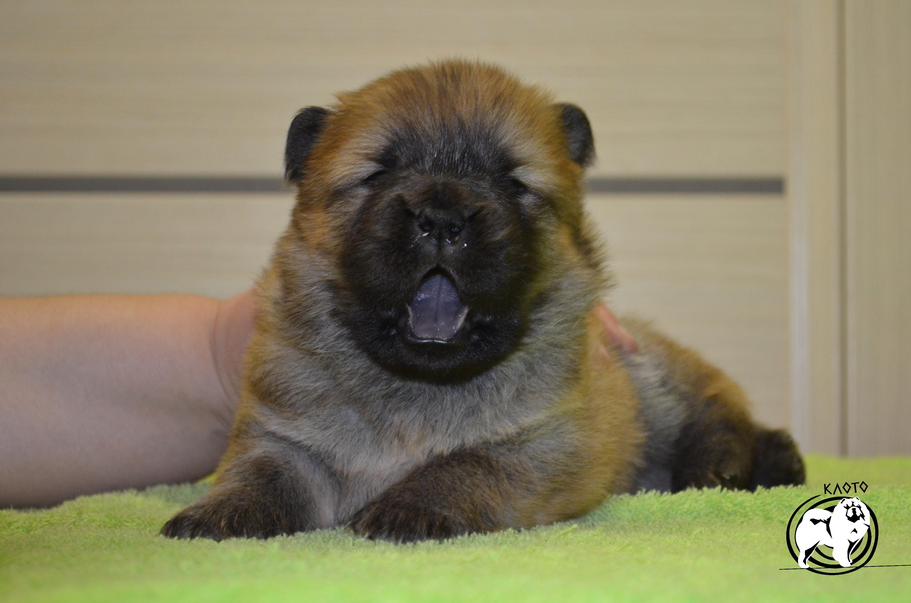 Клото Стефания Гуанчжоу