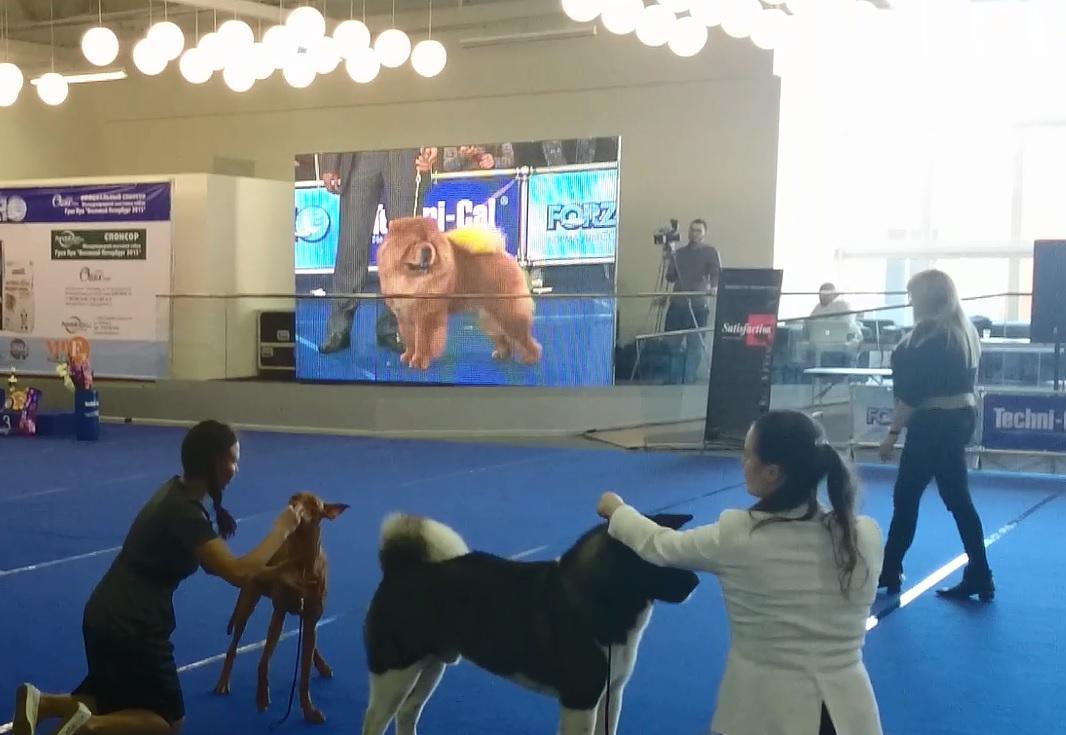 Сеня - 2,5 года - Санкт-Петербург - 02.05.2015г. - отл.1, CW, САС, ЛК, CACIB, ЛПП