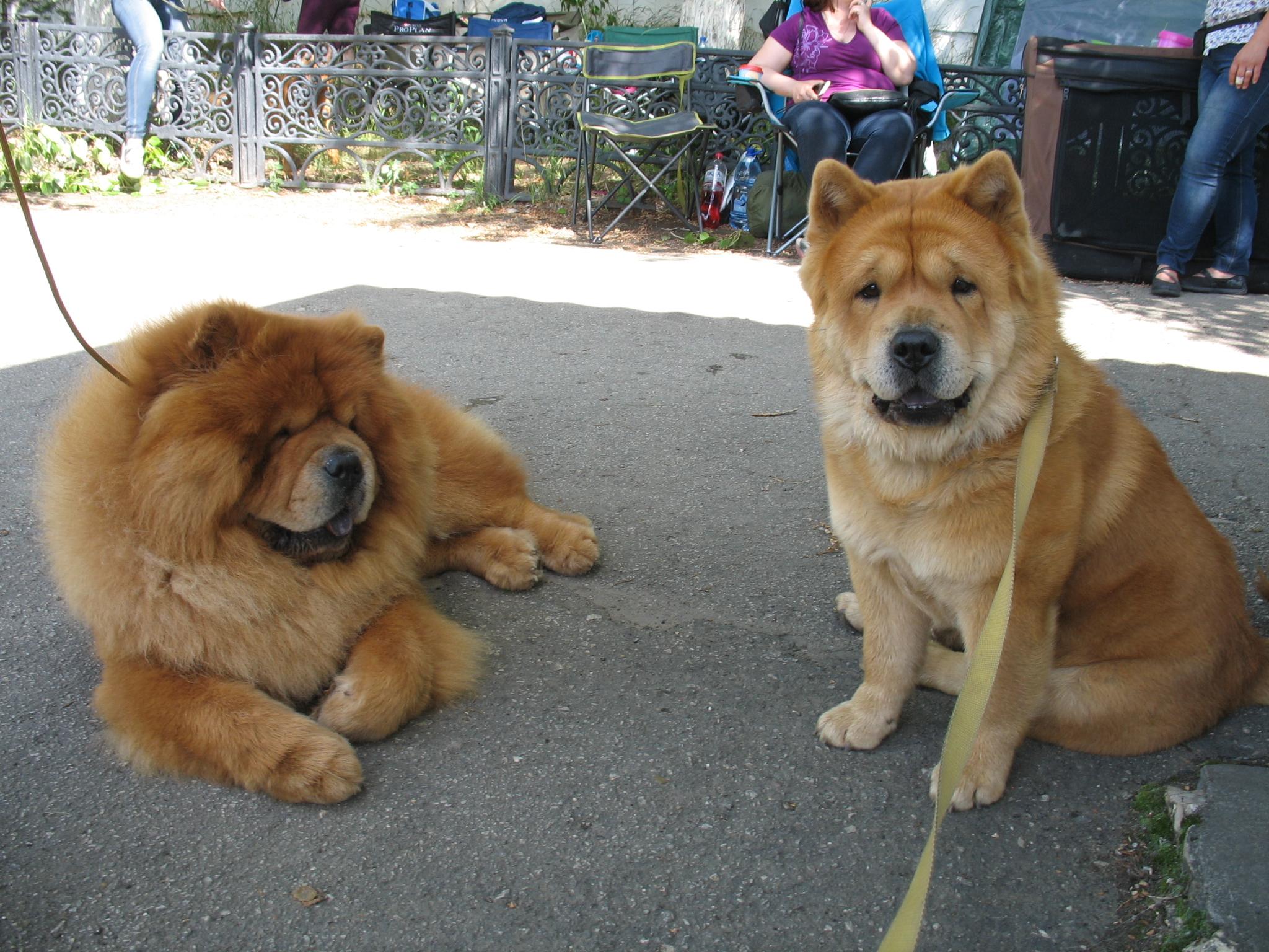 Сеня - 4,5 года -  Тула - 01.07.2017г. - отл.1, CW, ЛК, ЛПП