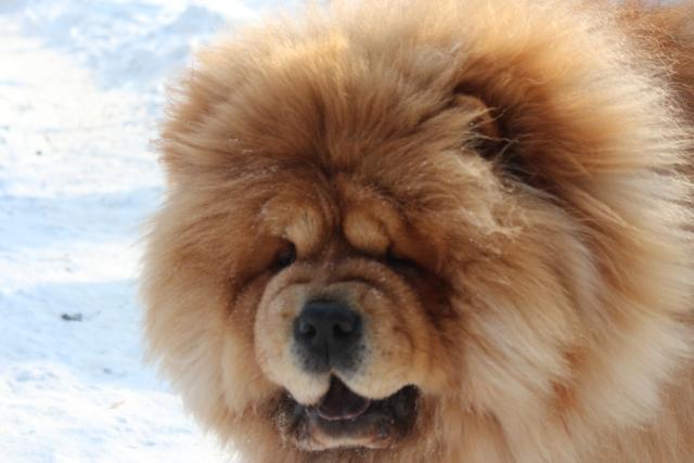 Цезарь 23 месяца