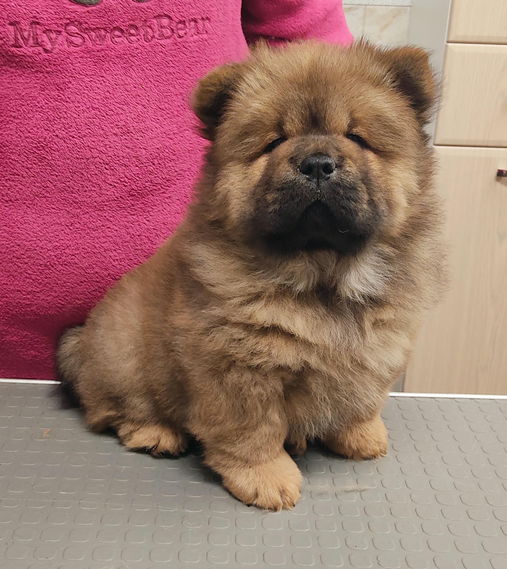 Клото Стефания Гуанчжоу