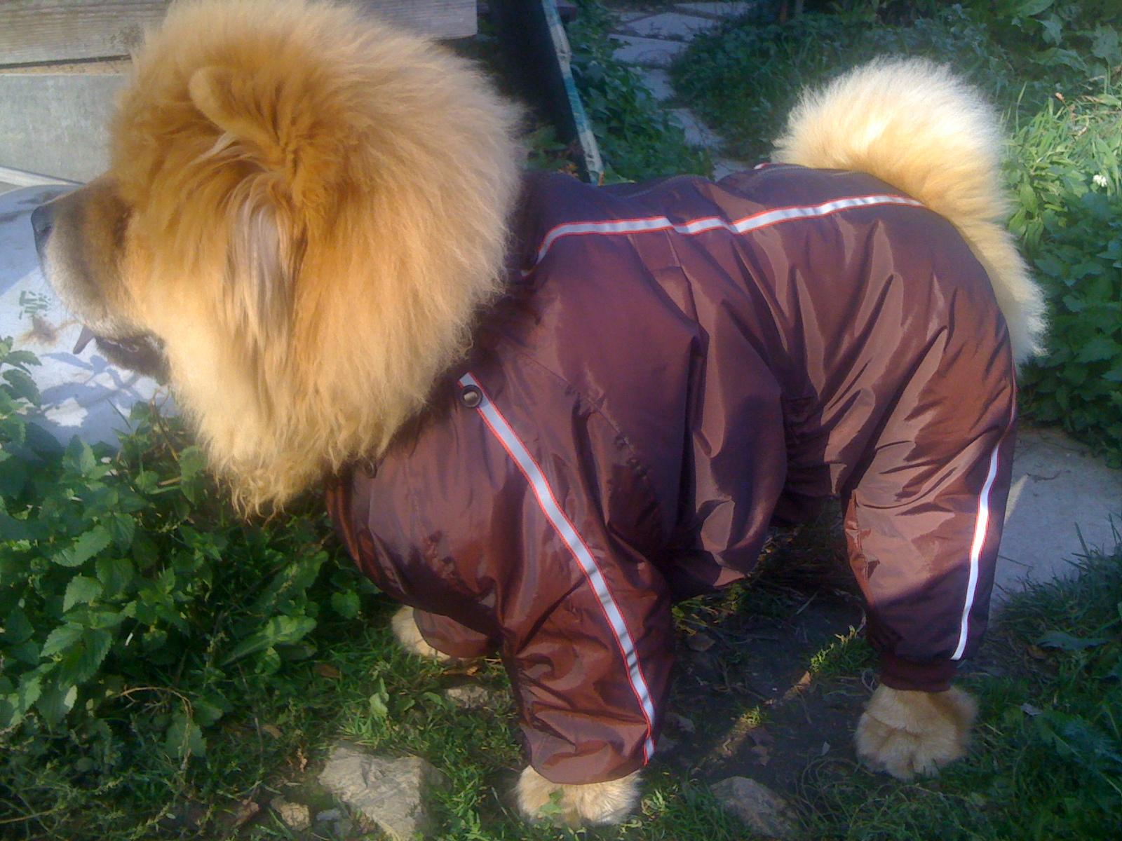 Цезарь, 6 месяцев, уже не бэбик, а щенок