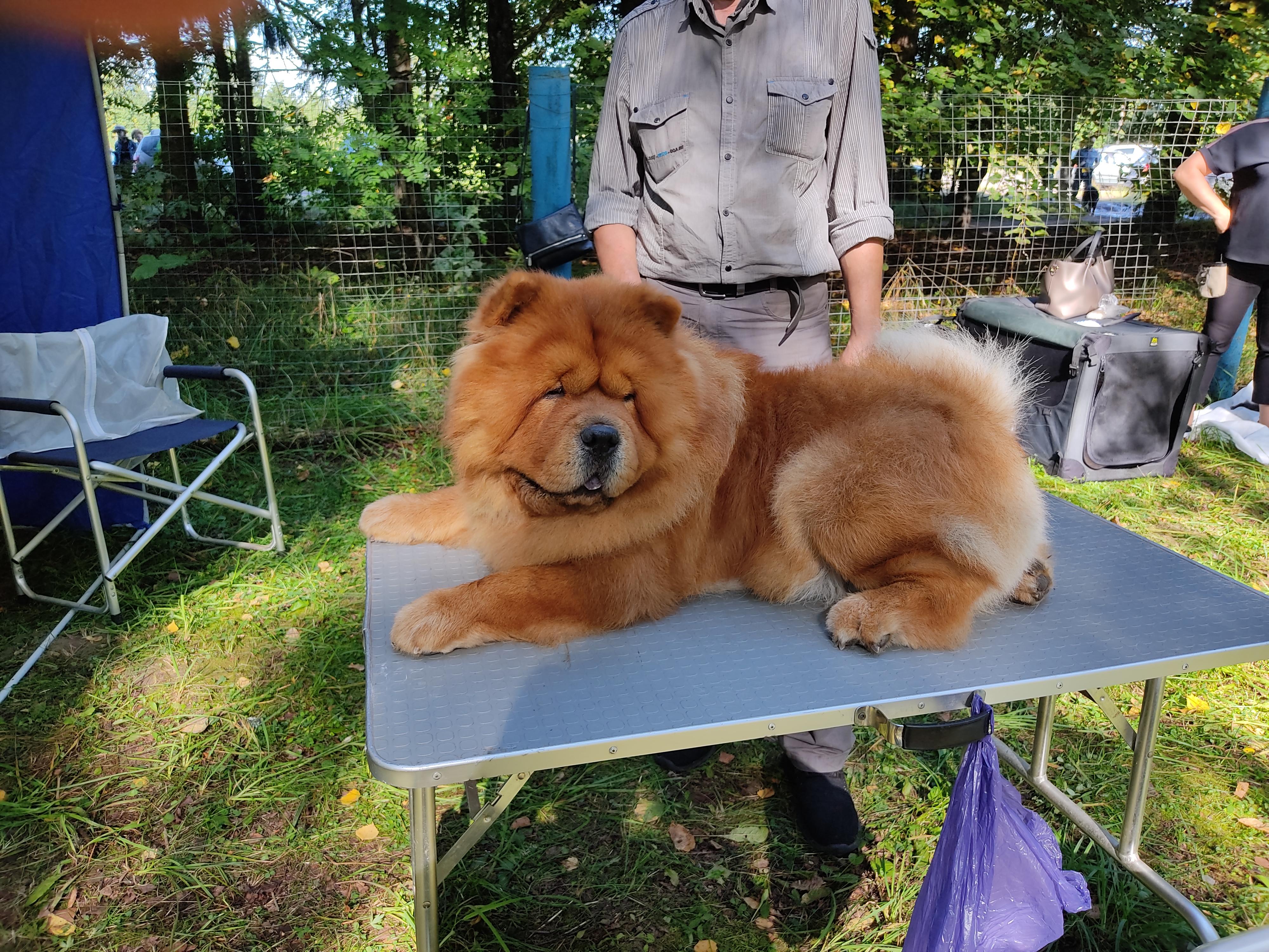 Сеня - 2,5 года - Евразия-2015 - 21.03.2015г. - отл. 3