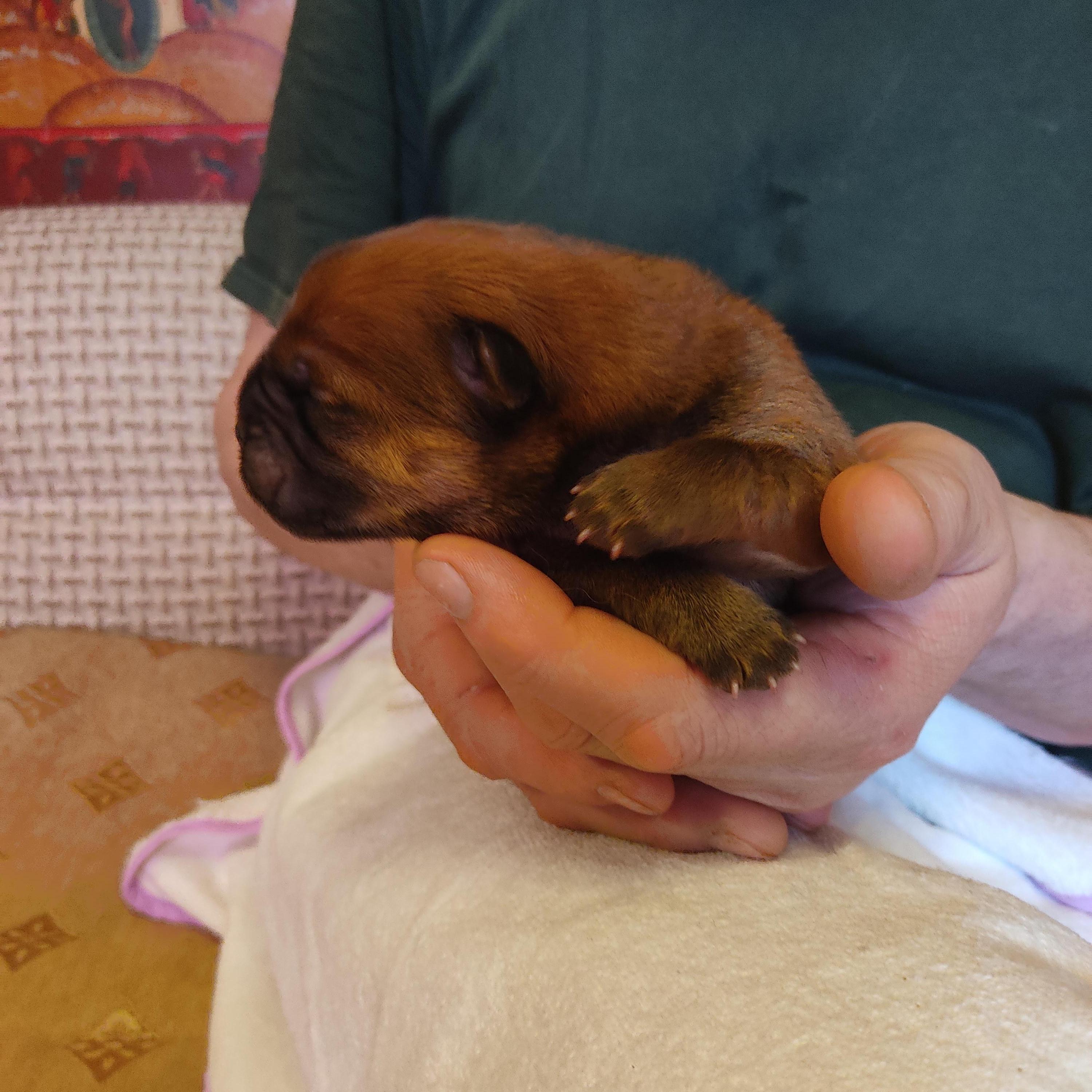 Клото Сани Анджонг