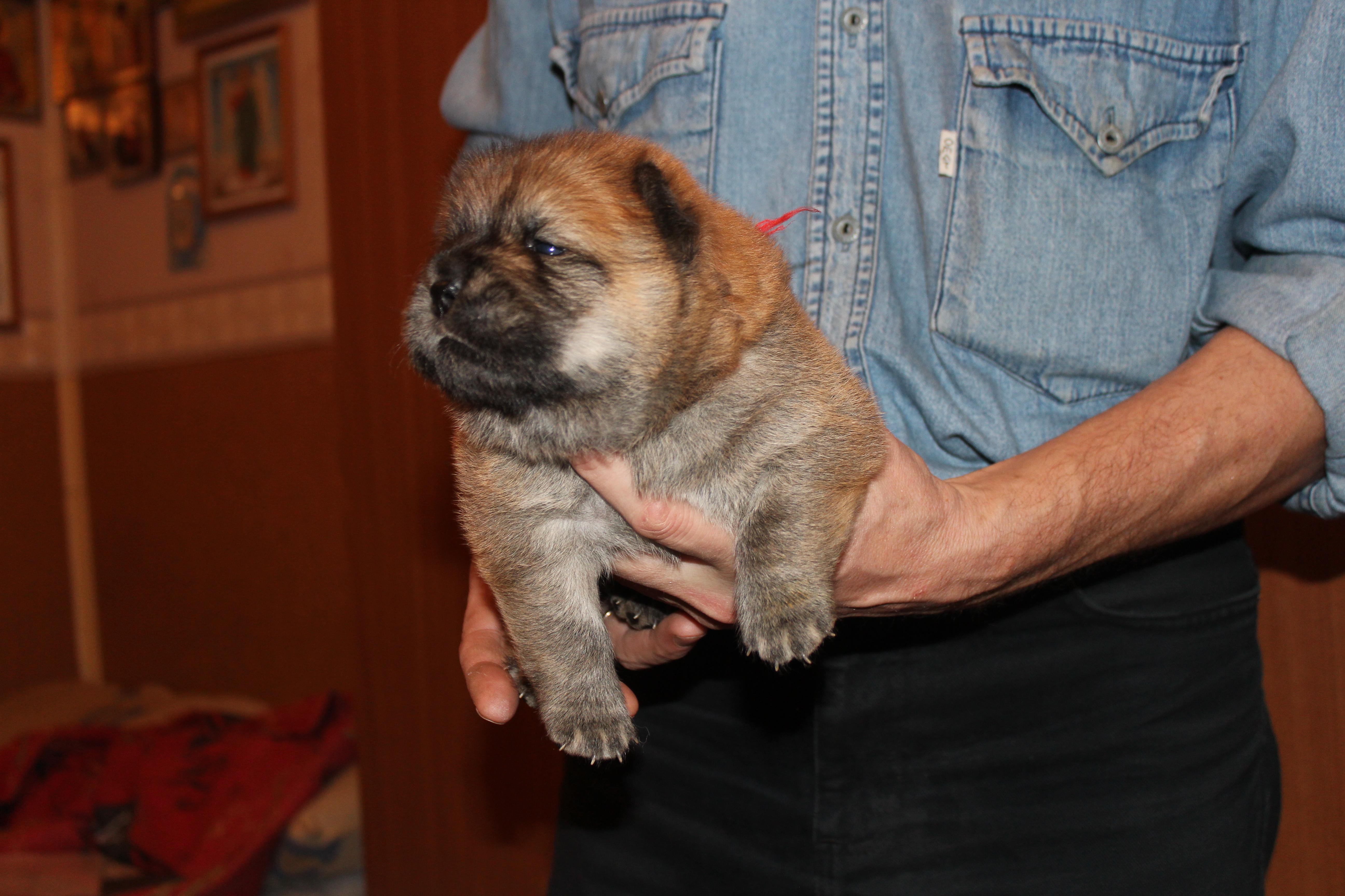 Клото Саманта Кобаджио